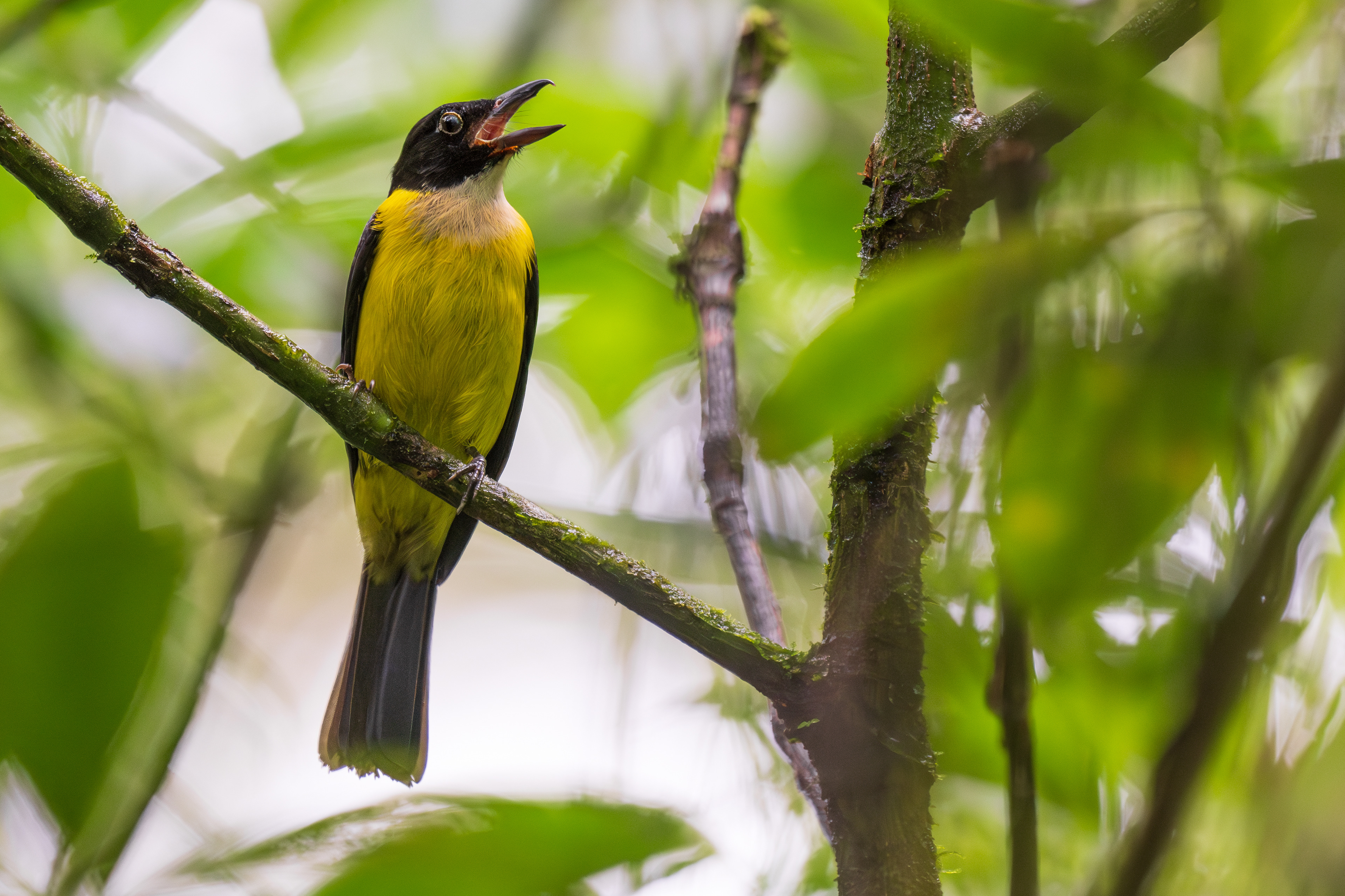 White-throated Shrike Tanager