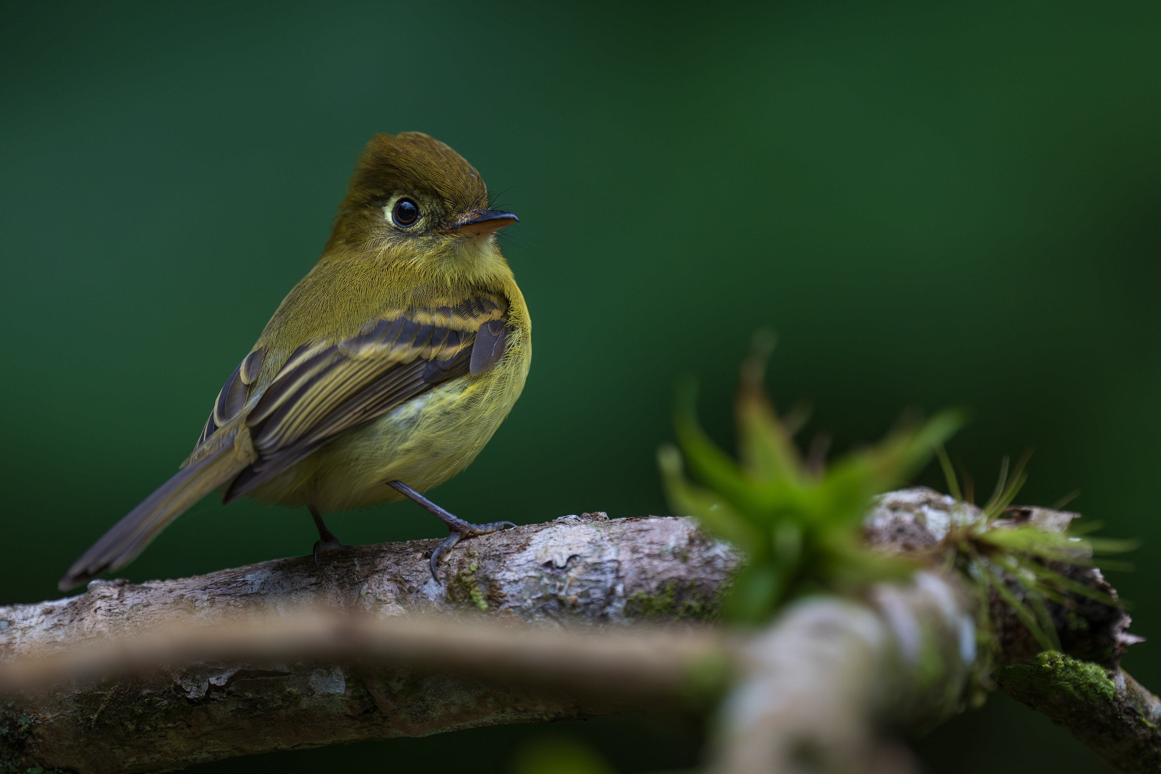 Yellowish Flycatcher