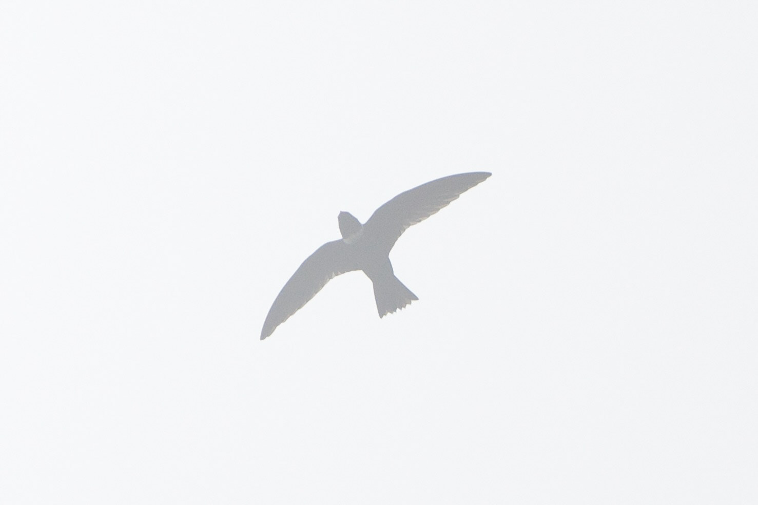 White-collared Swift