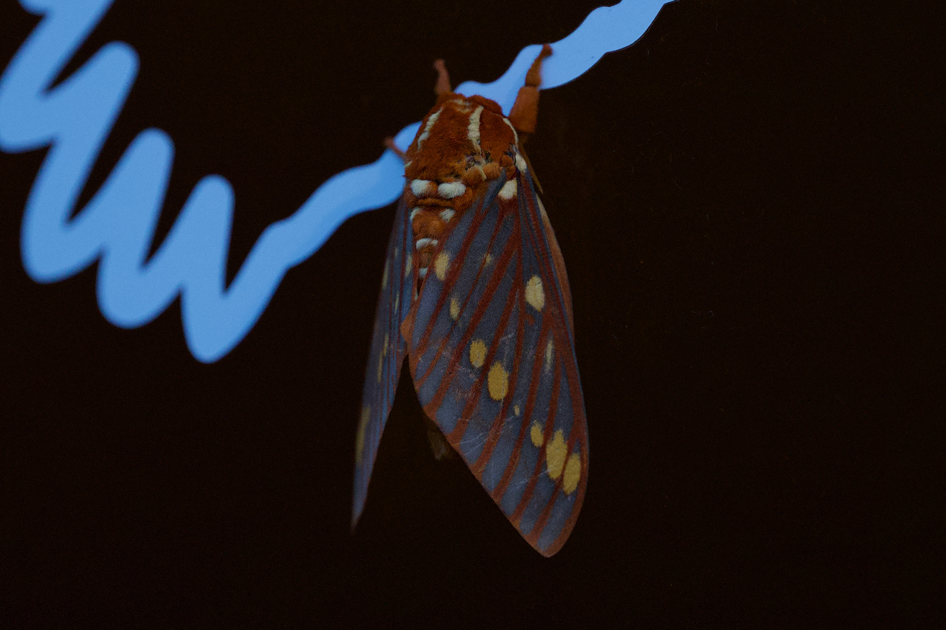 Citheronia volcan
