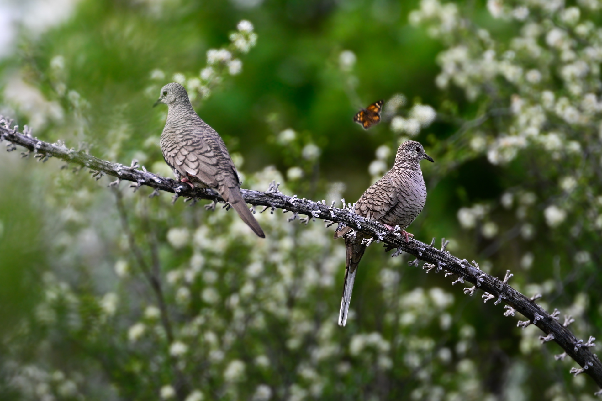 Inca Dove