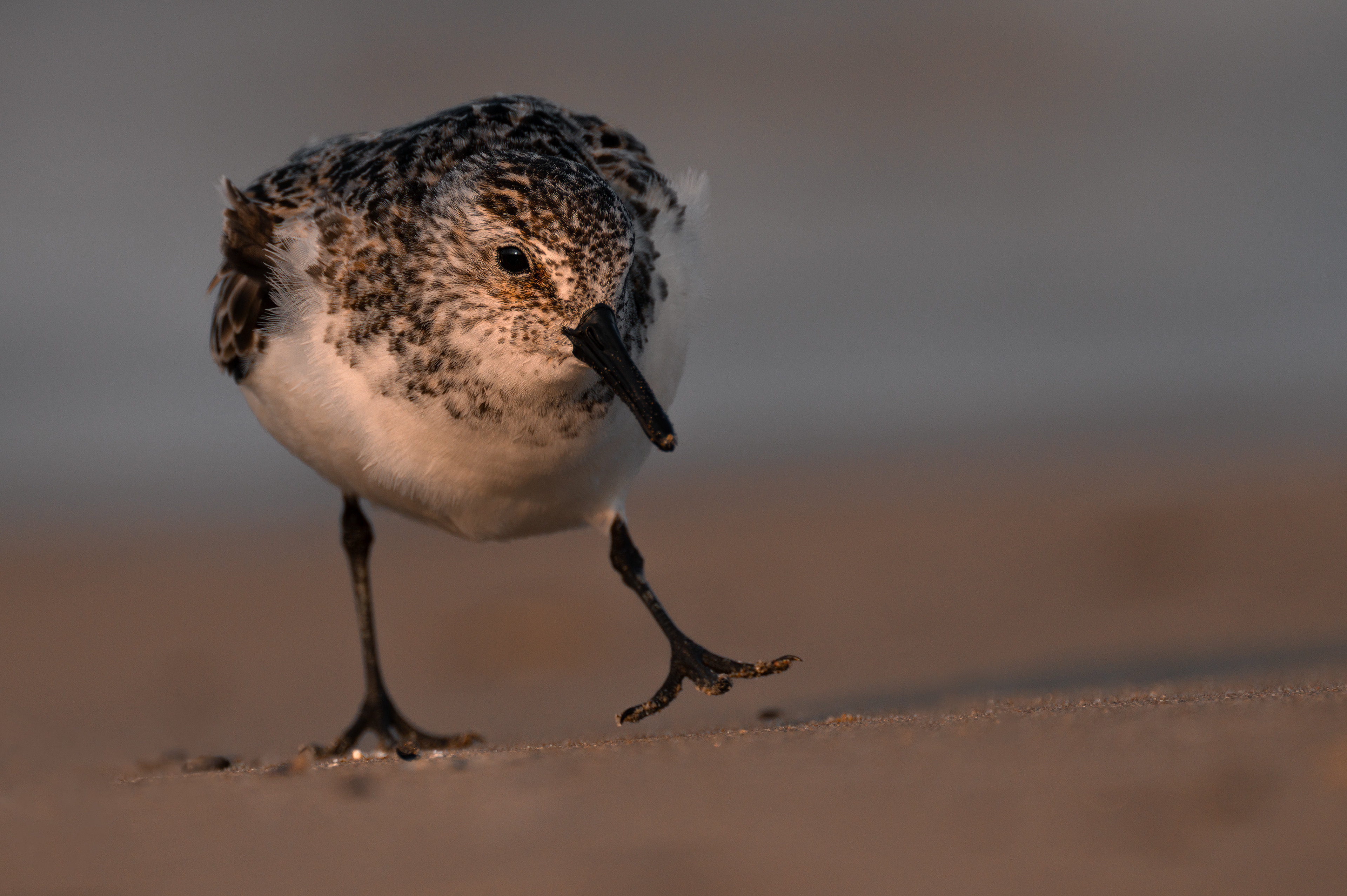 Sanderling