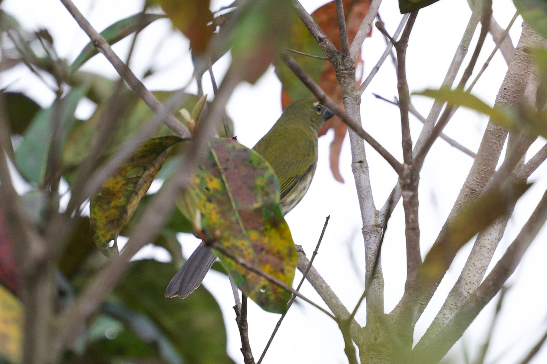 Streaked Saltator