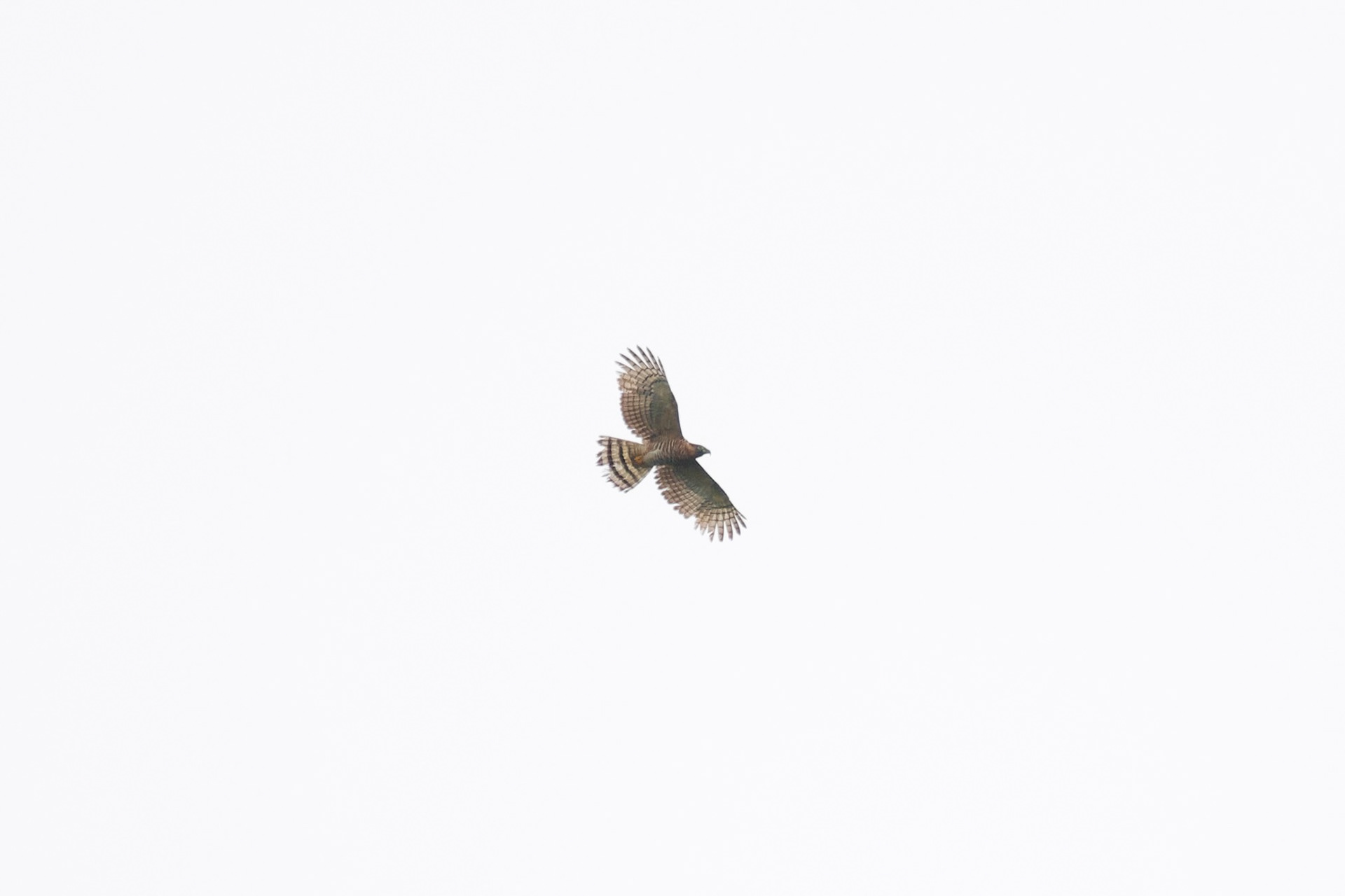 Hook-billed Kite