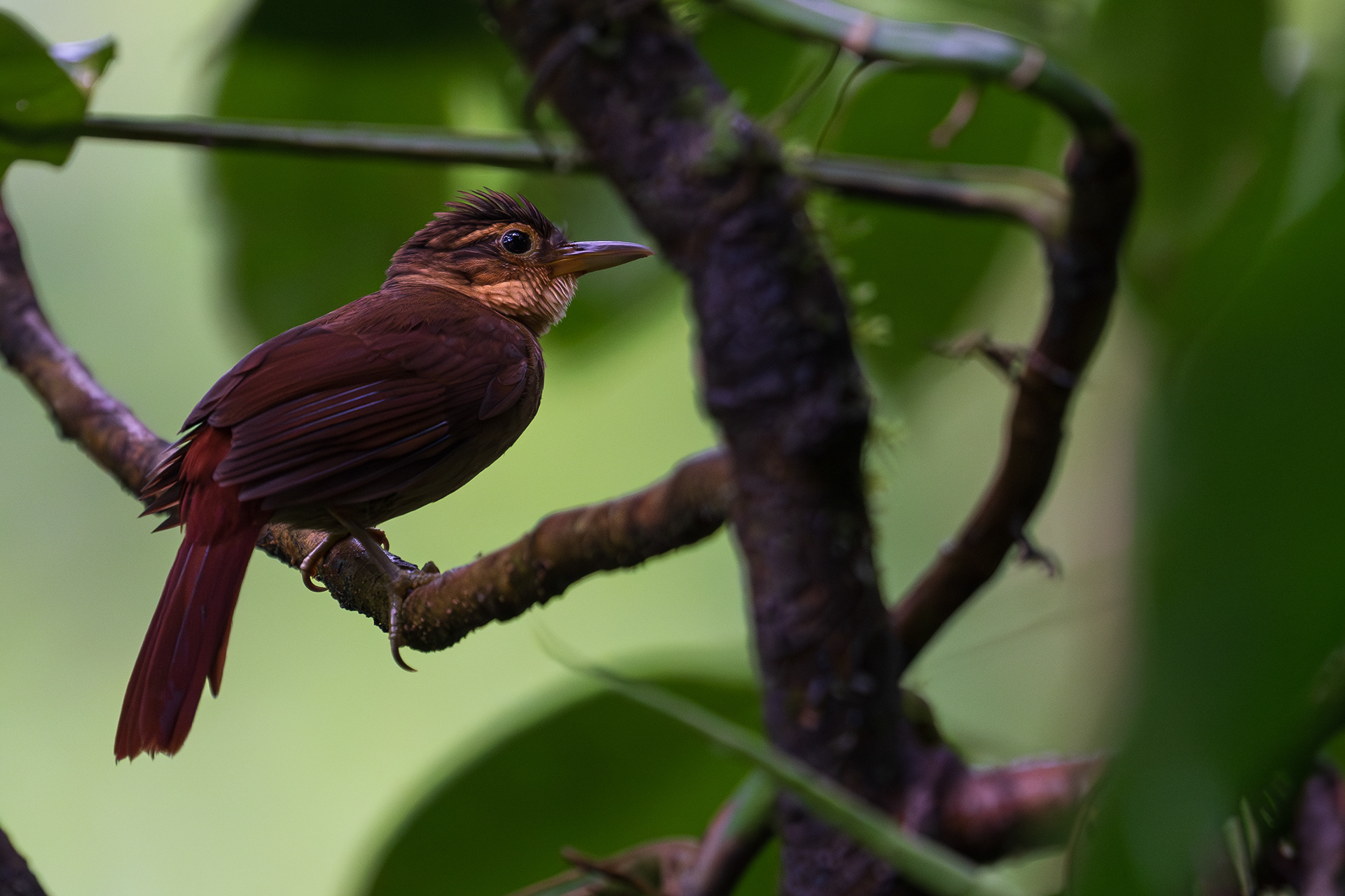 Fawn-throated Foliage Gleaner