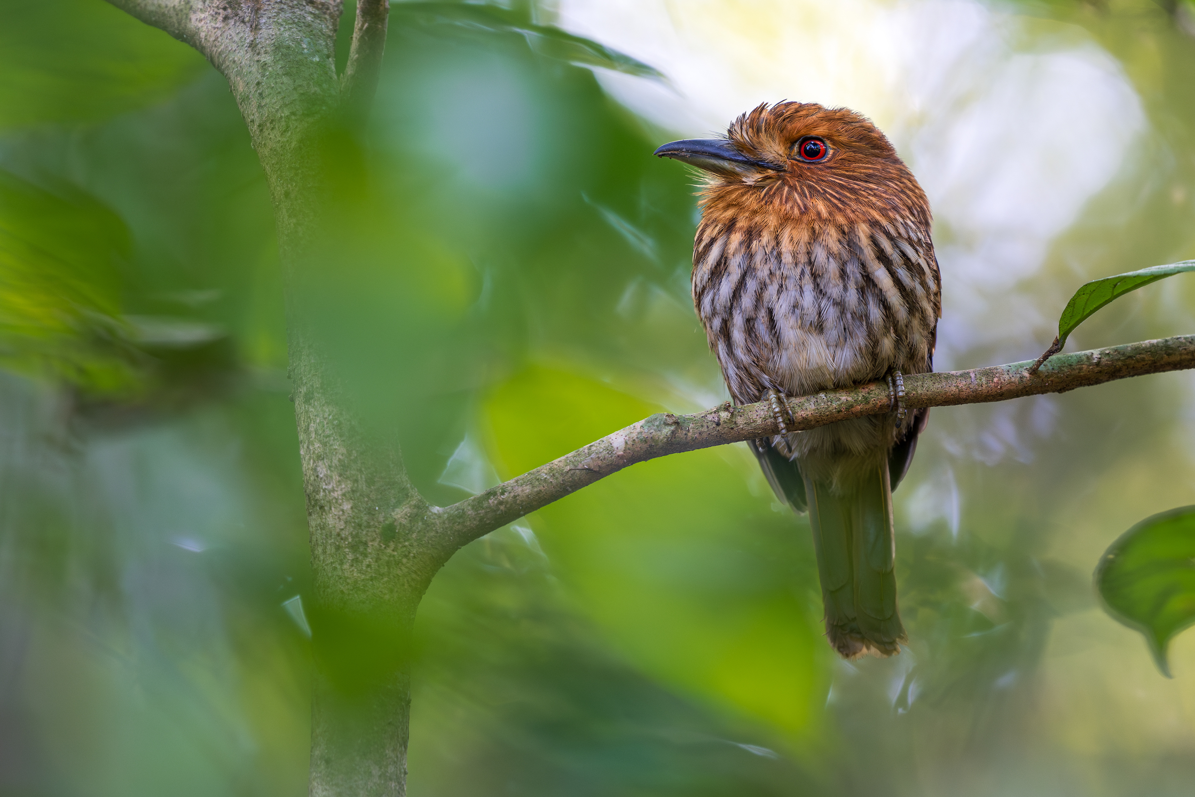 White-whiskered Puffbird