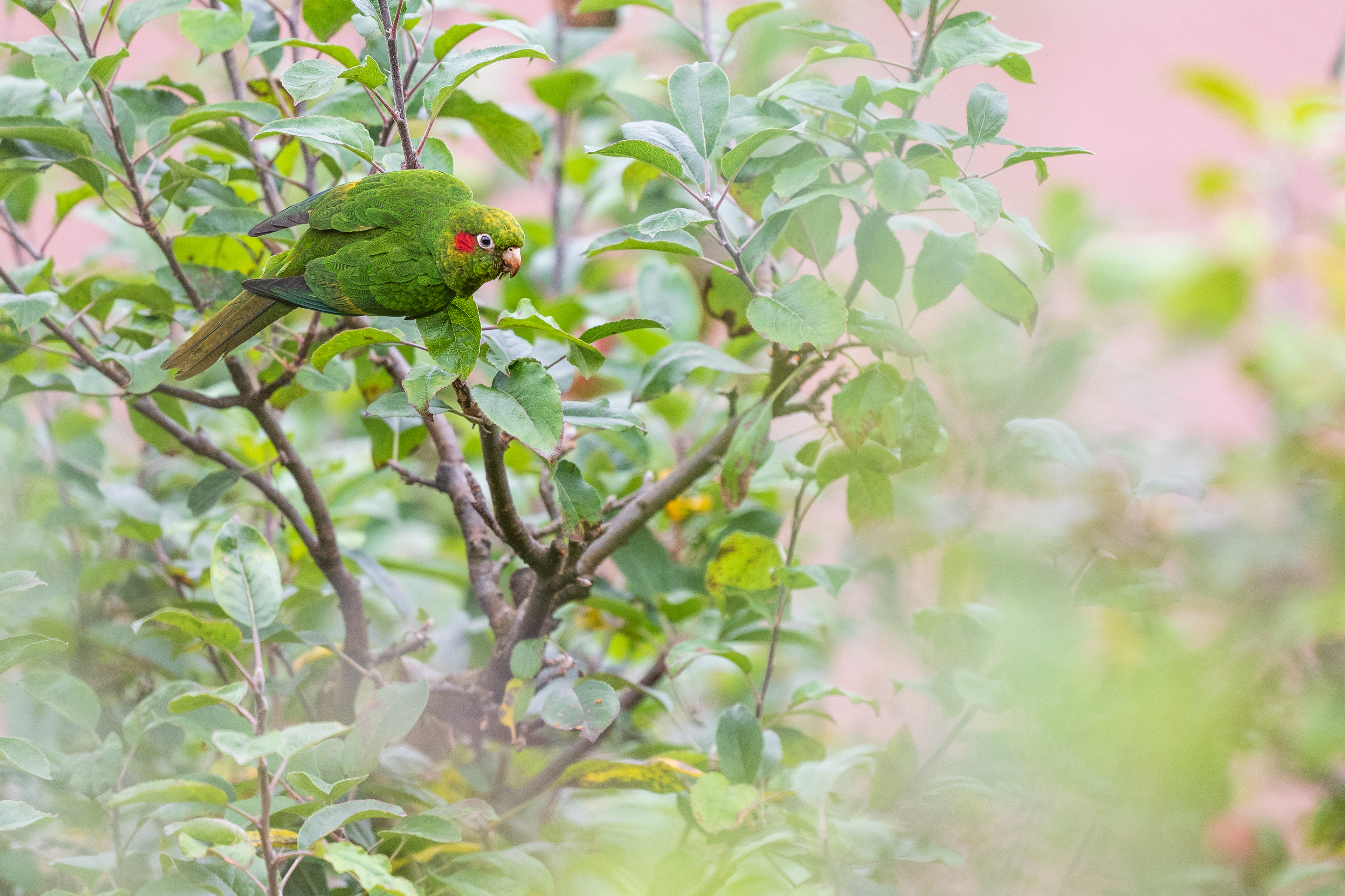 Sulphur-winged Parakeet