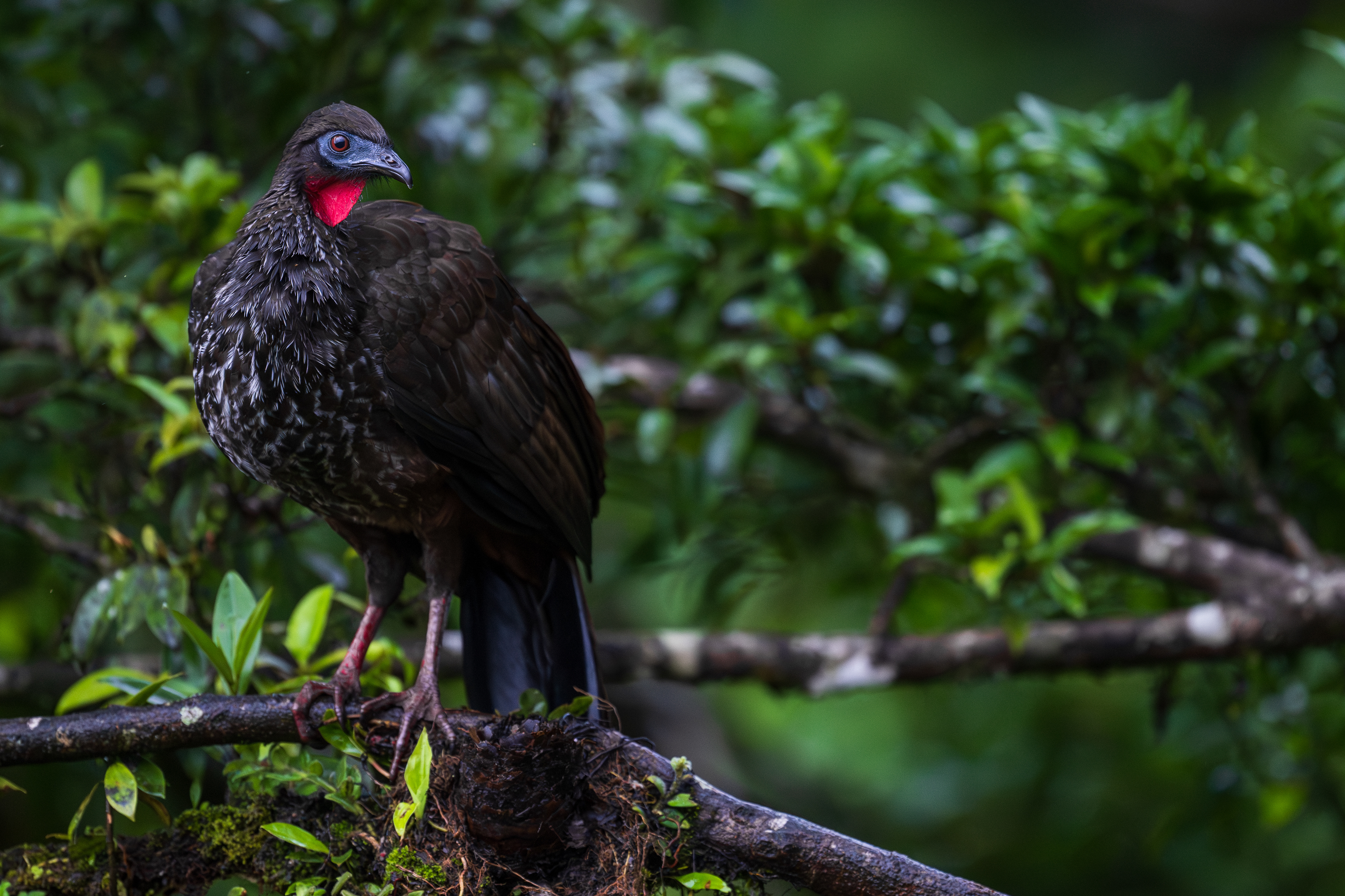 Crested Guan