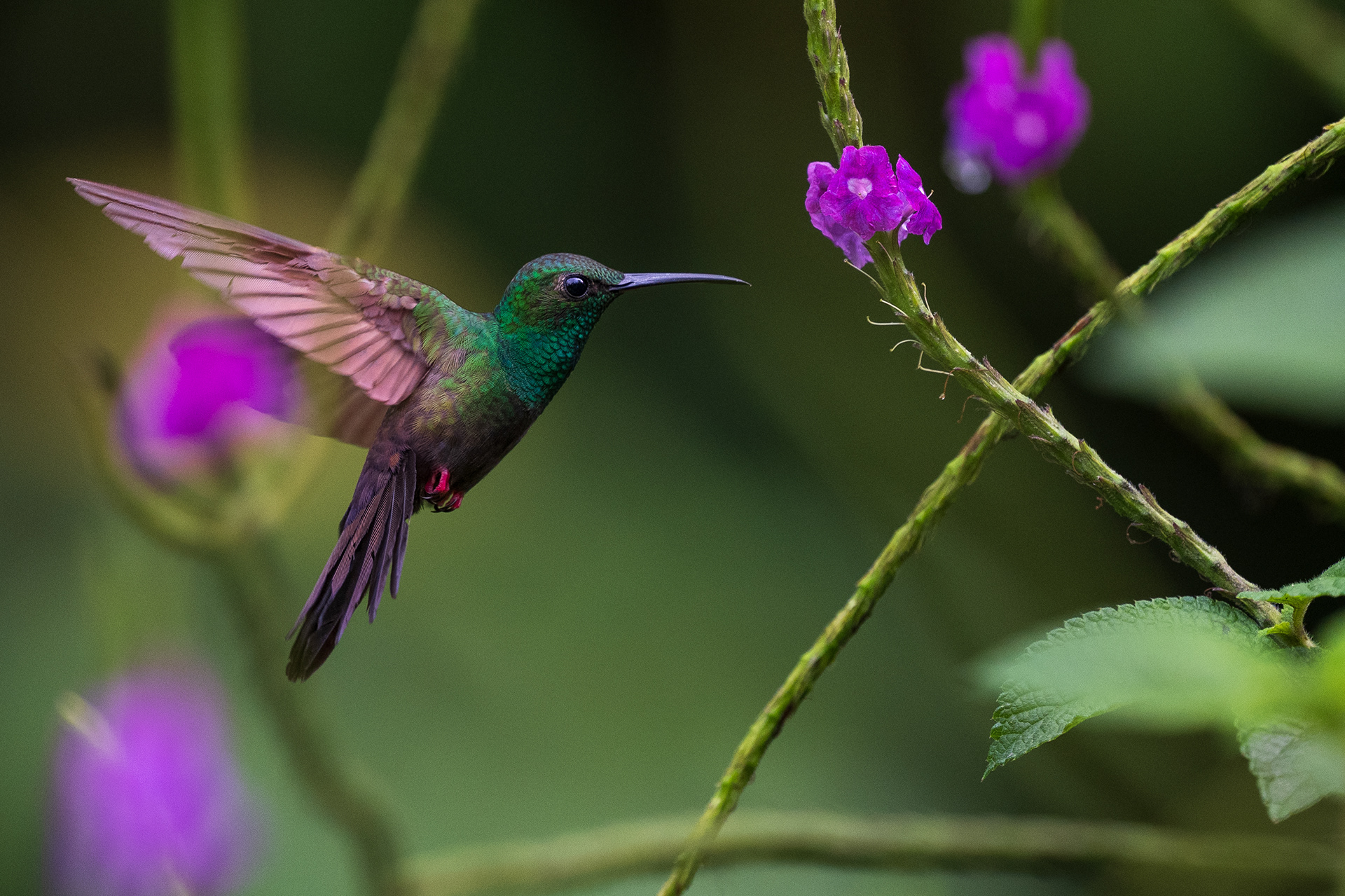 Bronze-tailed Plumeleteer