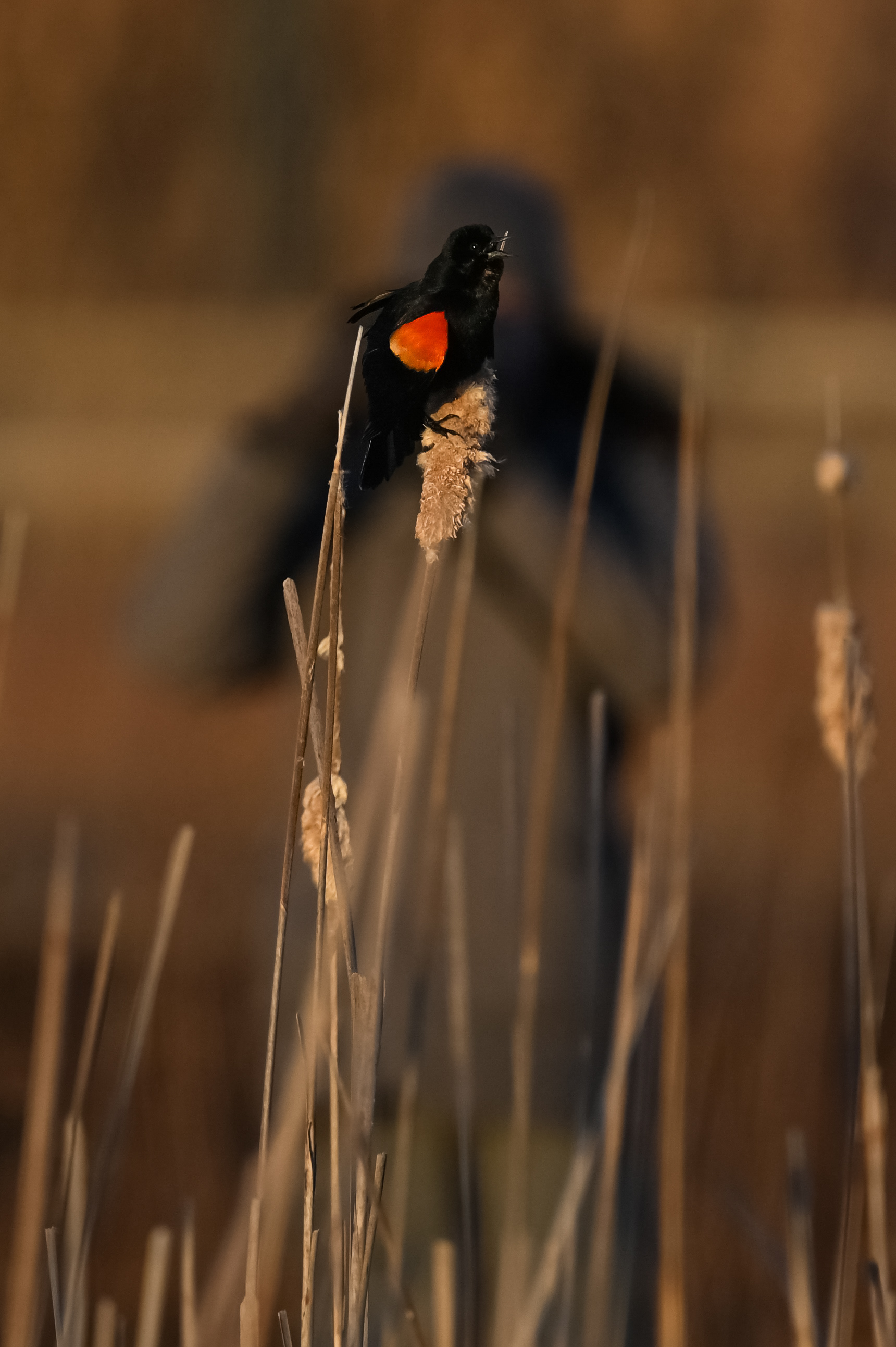 Red-winged Blackbird