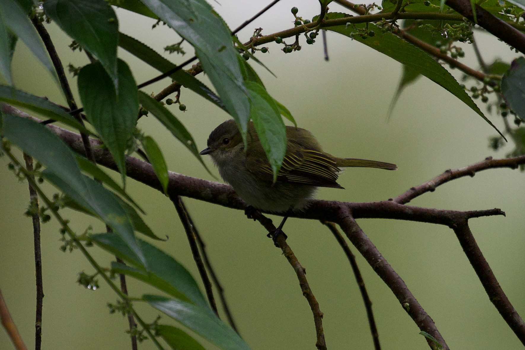 Mistletoe Tyrannulet