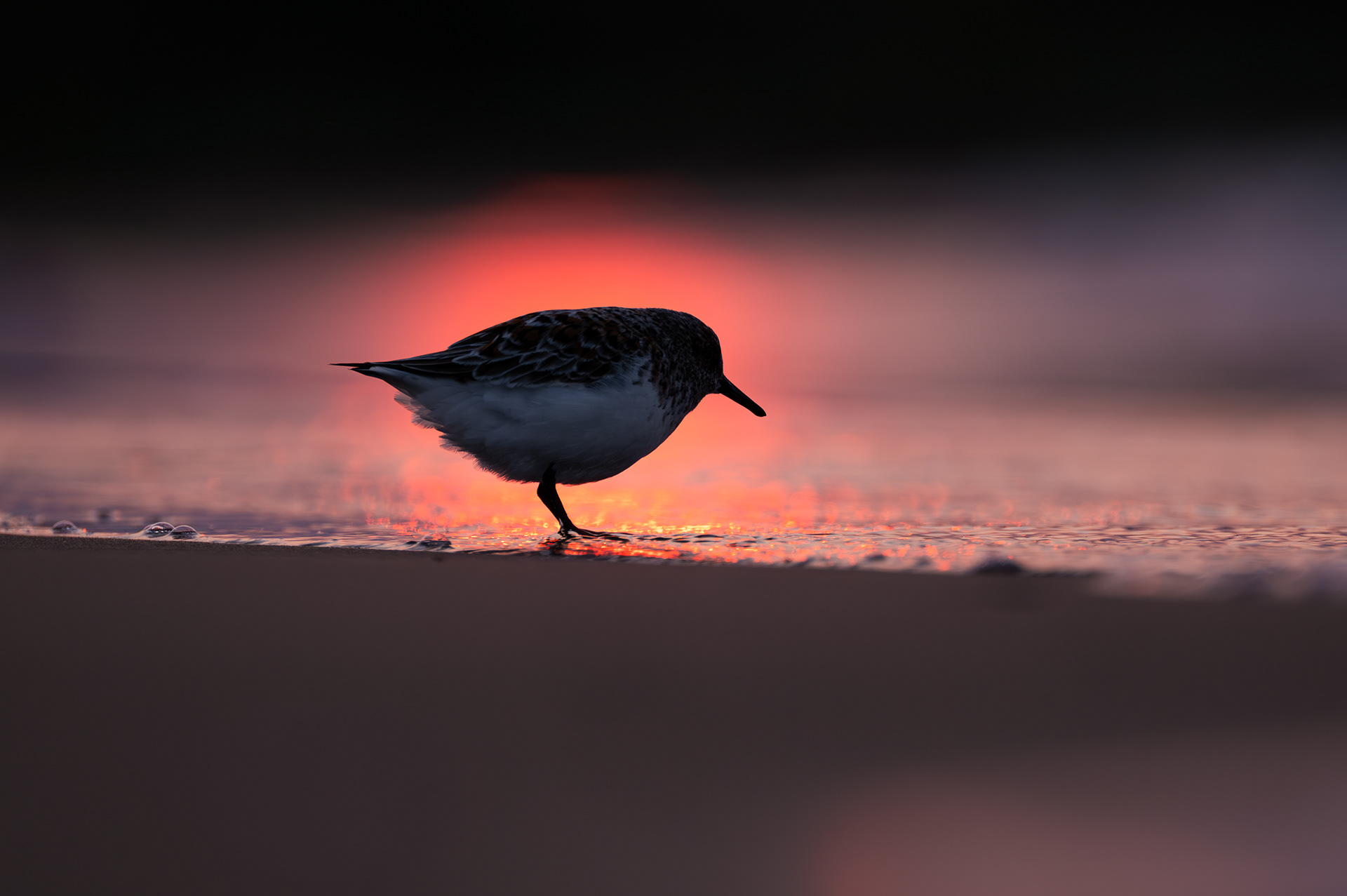 Sanderling