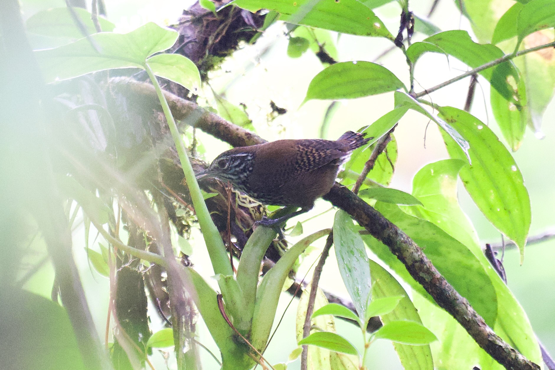 Stripe-throated Wren