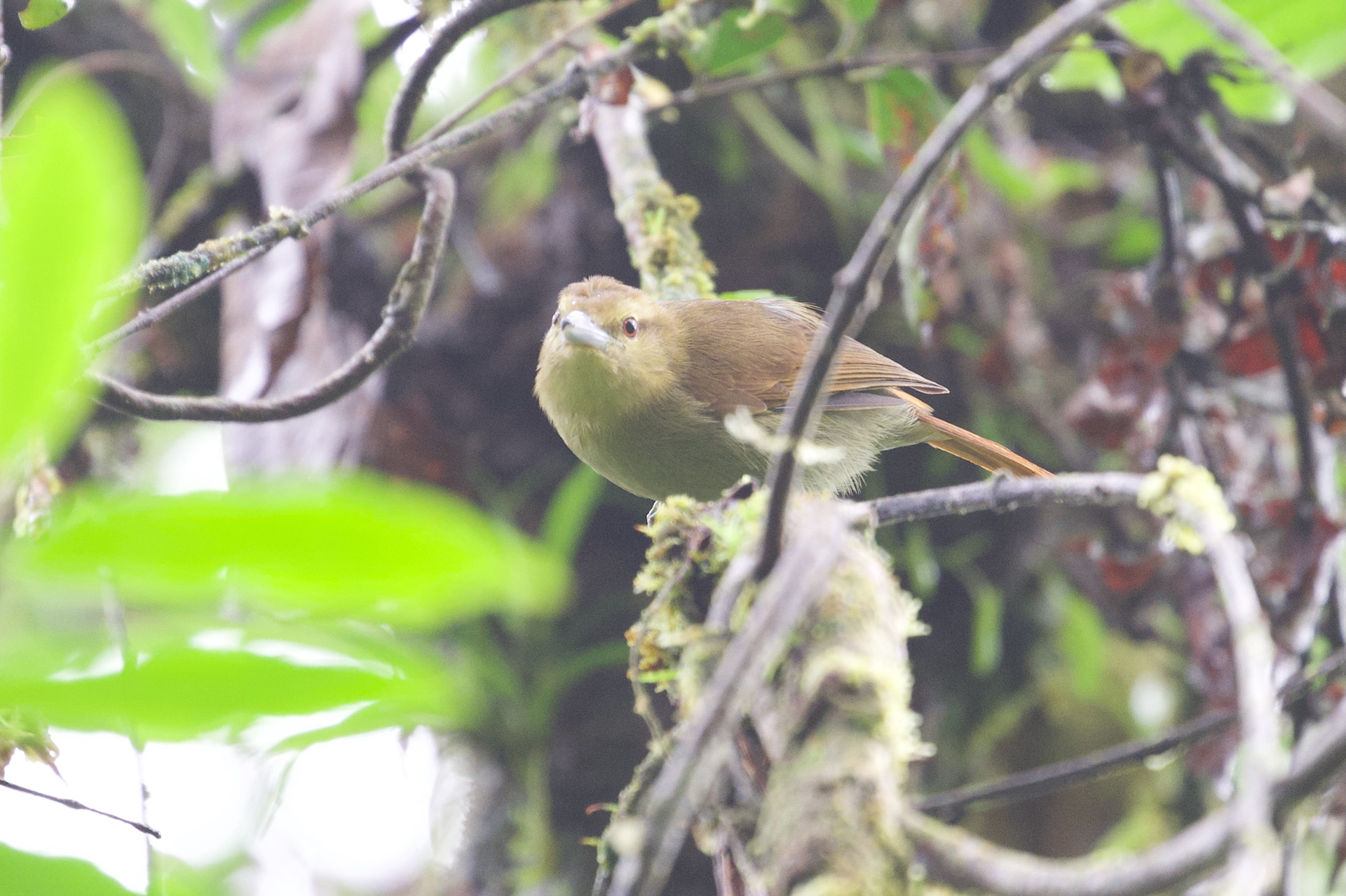 Russet Antshrike