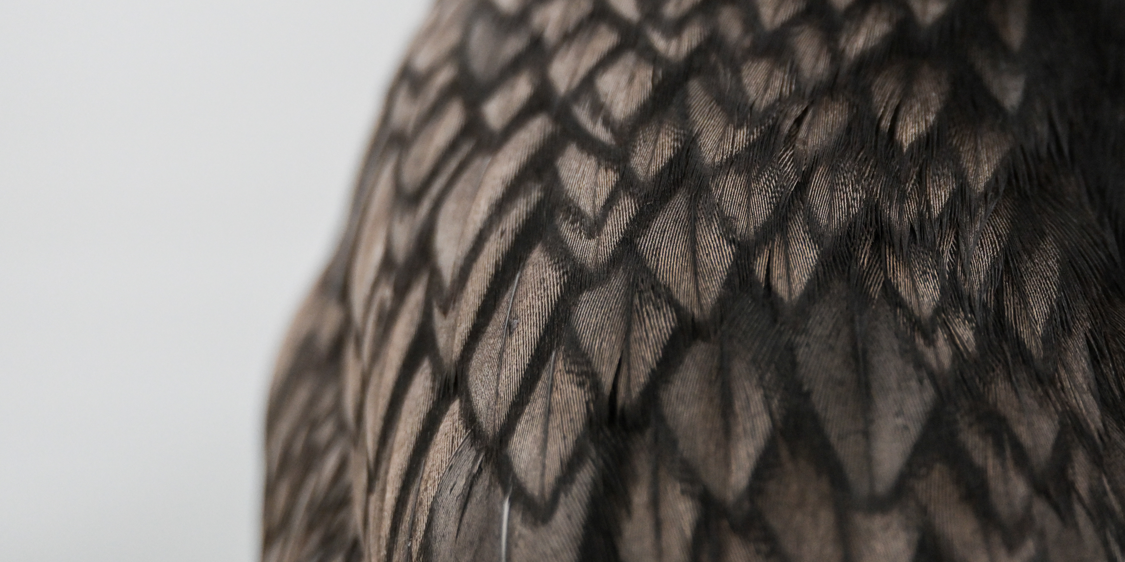 Neotropic Cormorant