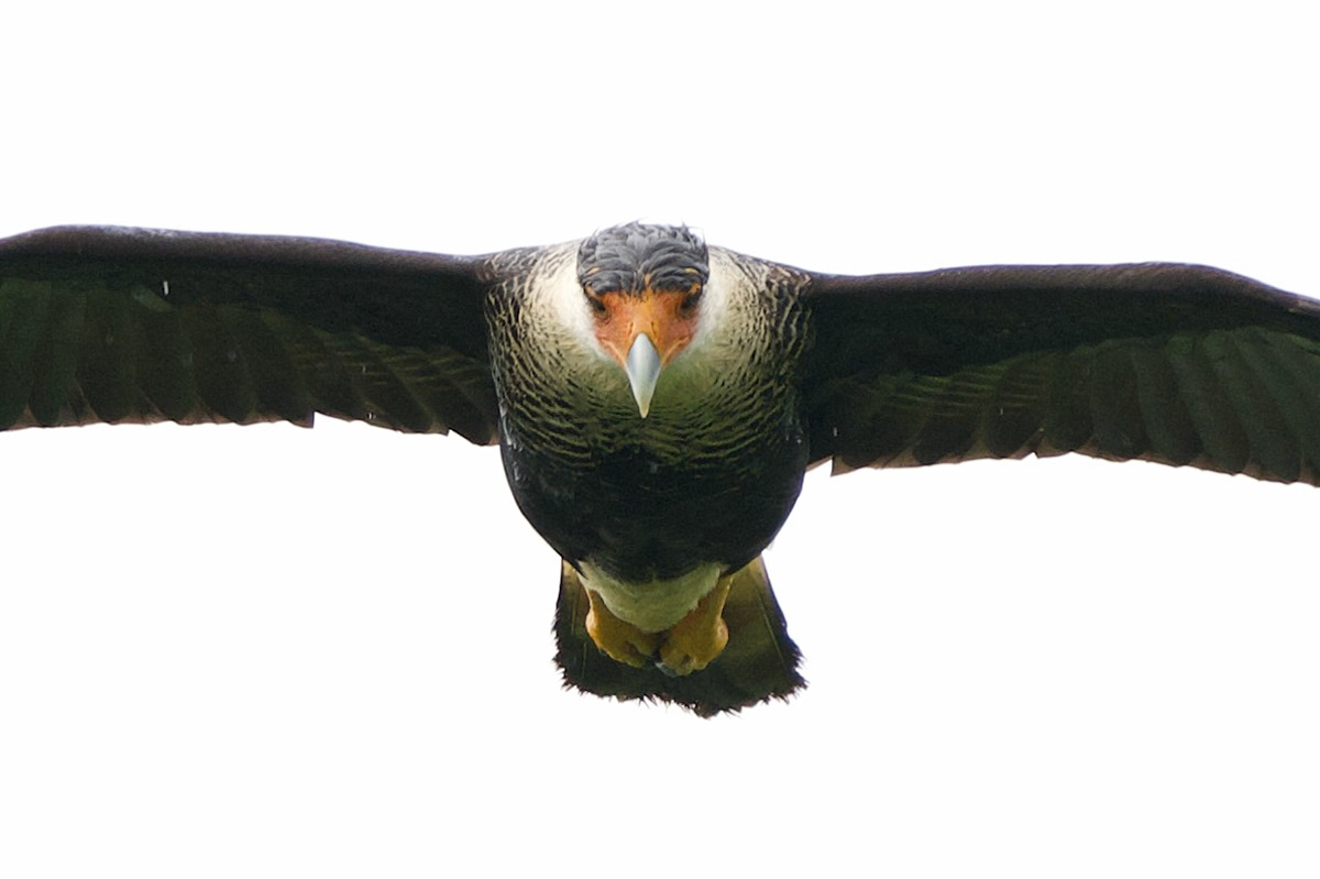 Crested Caracara