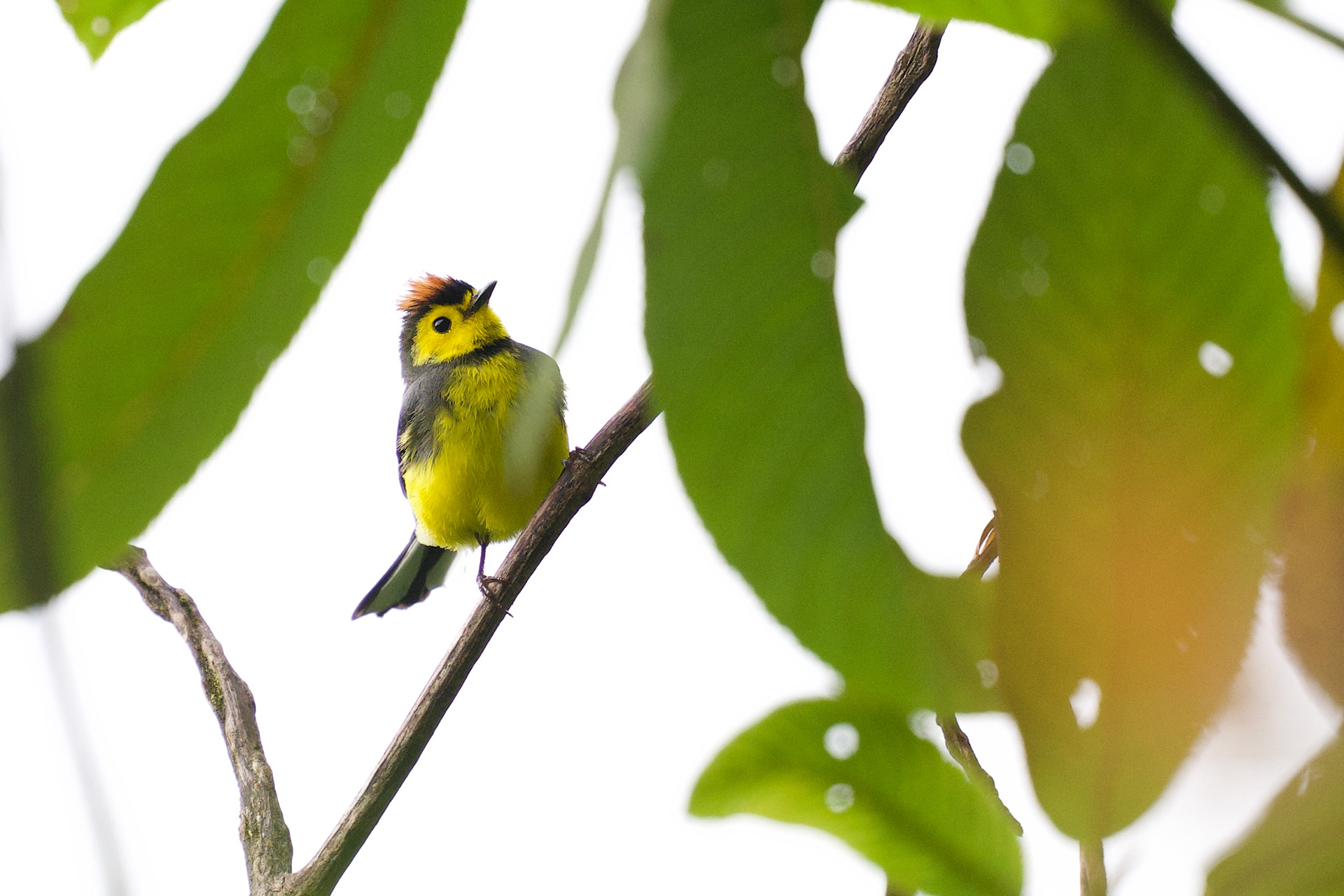 Collared Redstart