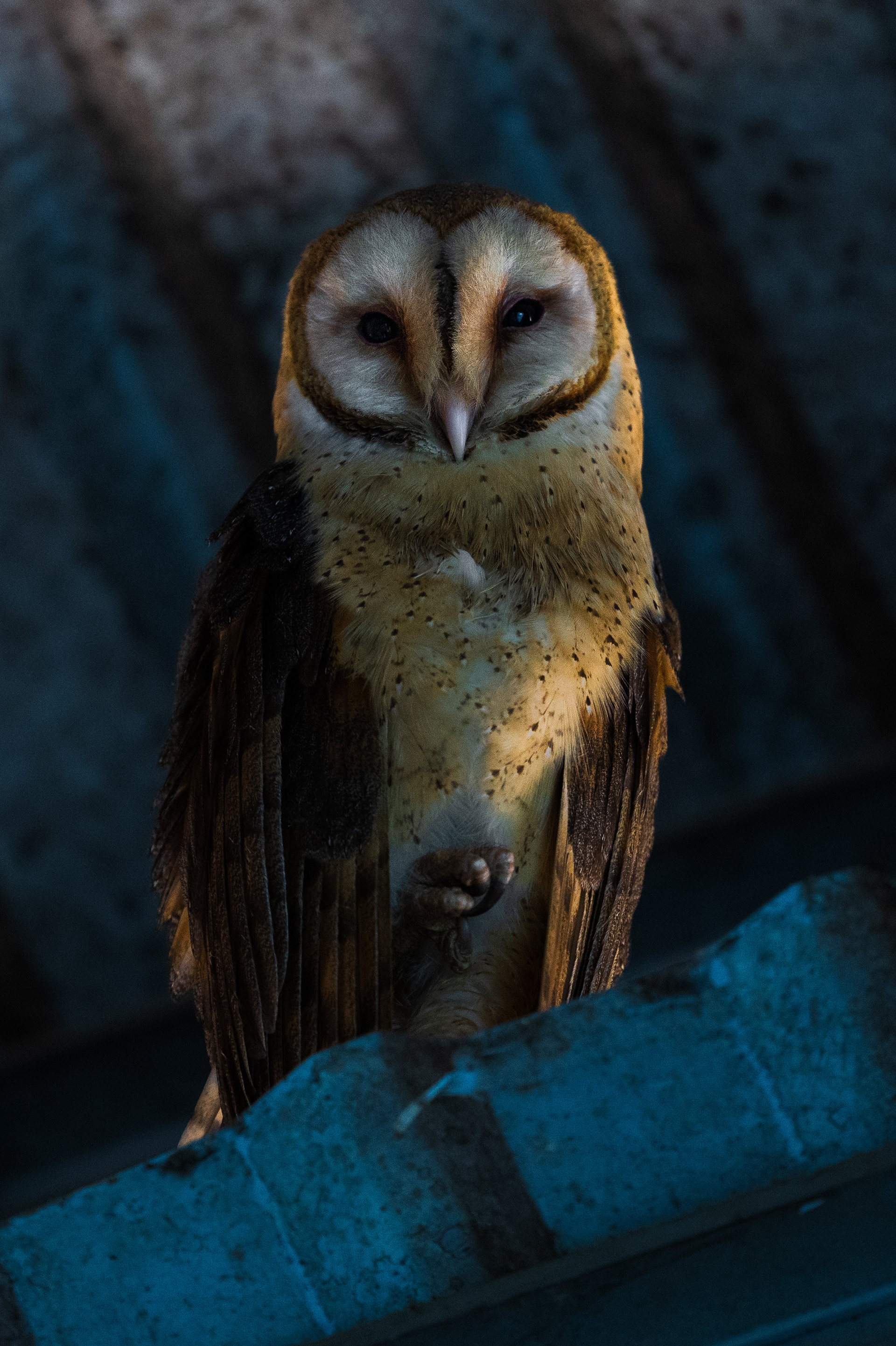 Barn Owl