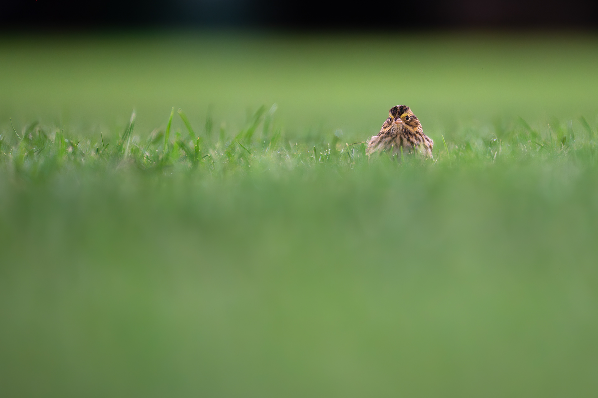Savannah Sparrow