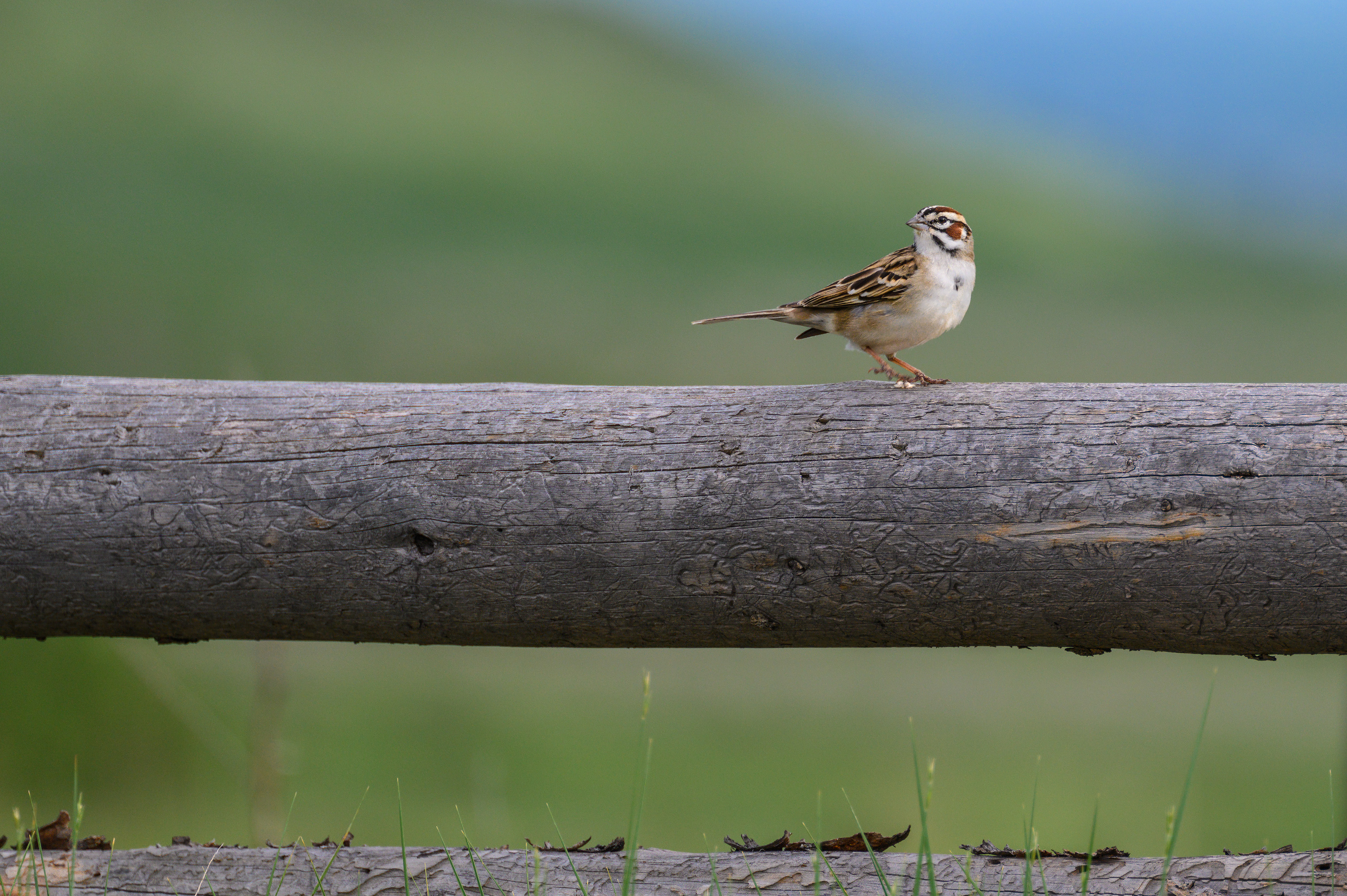 Lark Sparrow