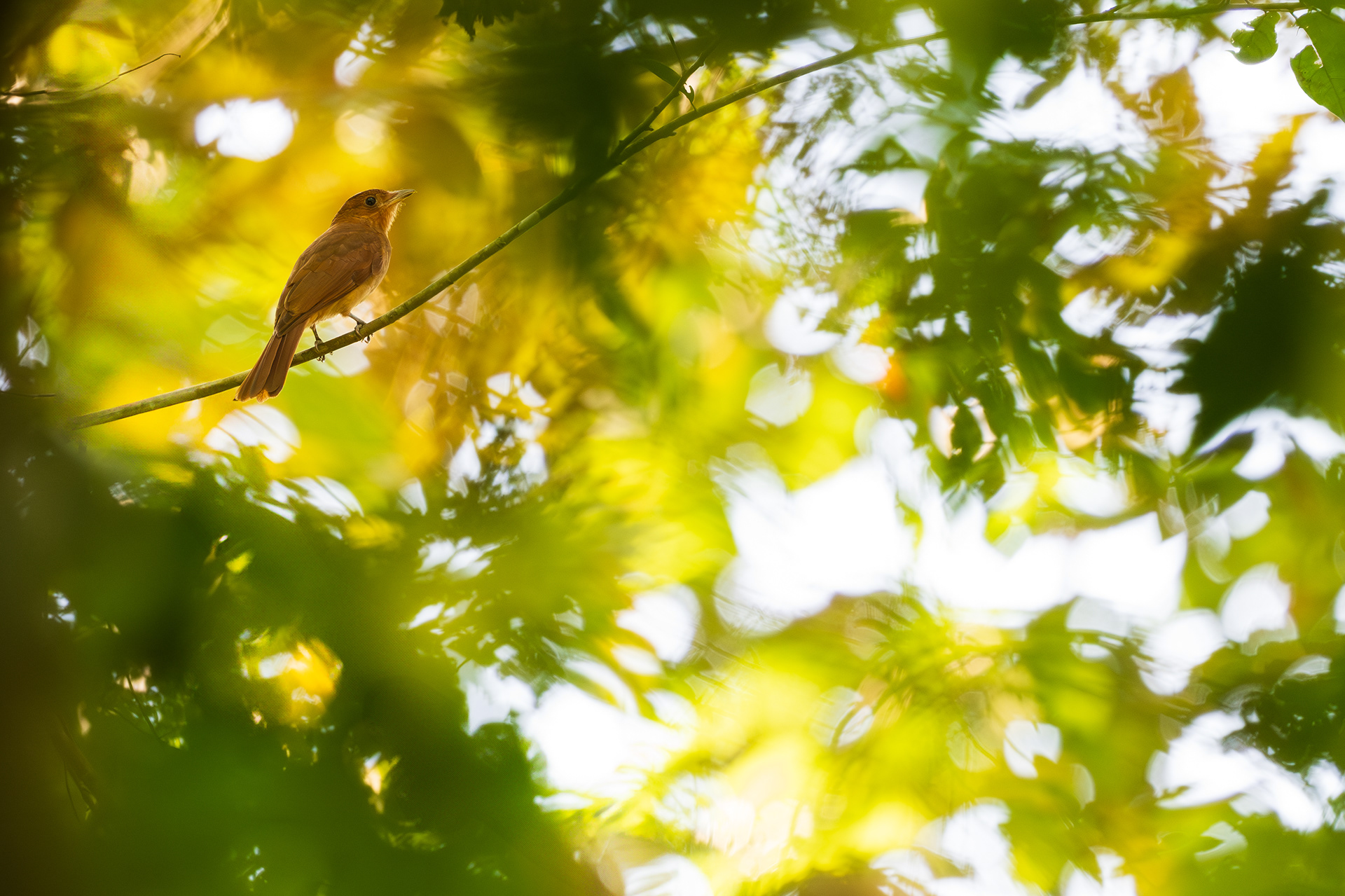 Rufous Piha