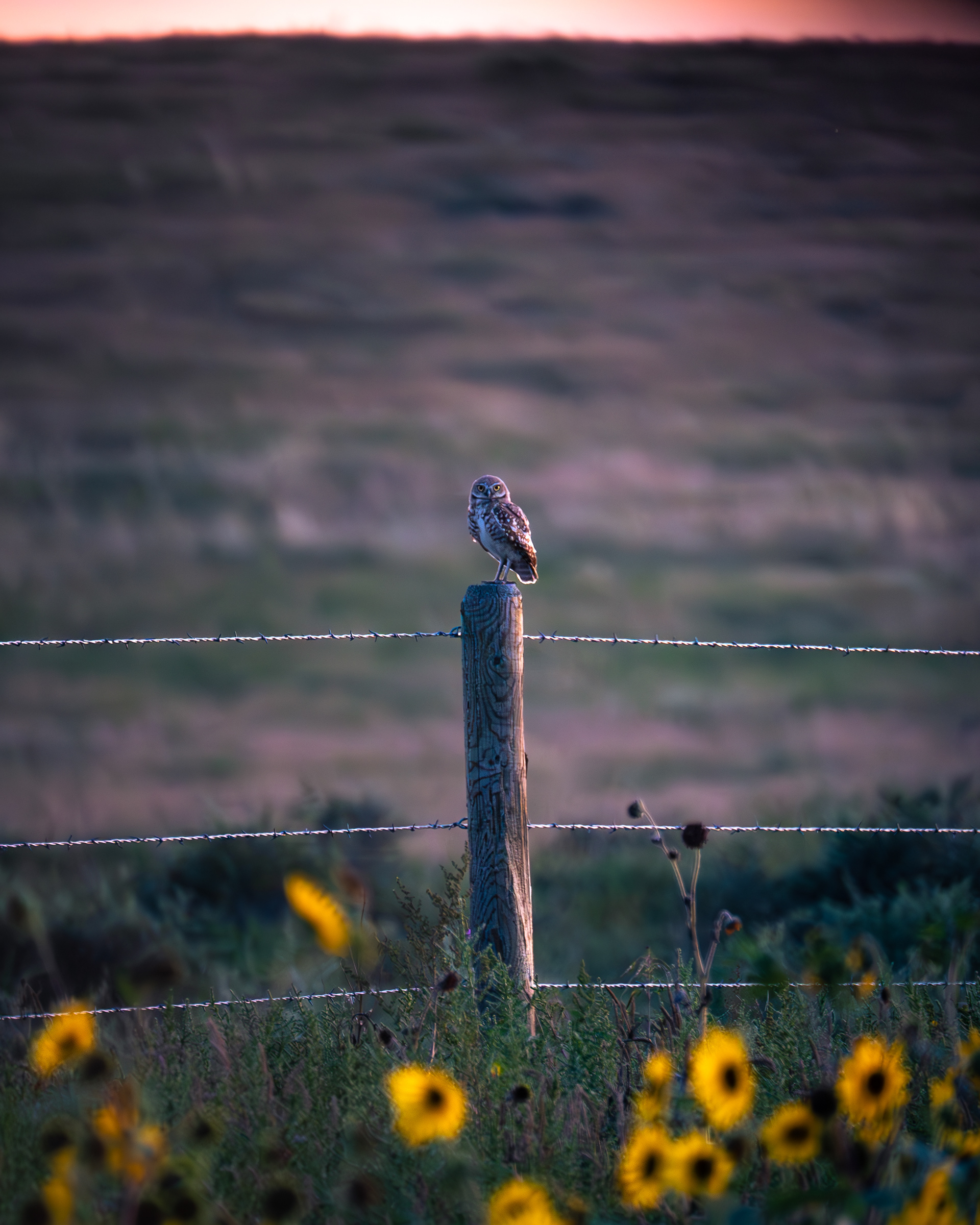 Burrowing Owl
