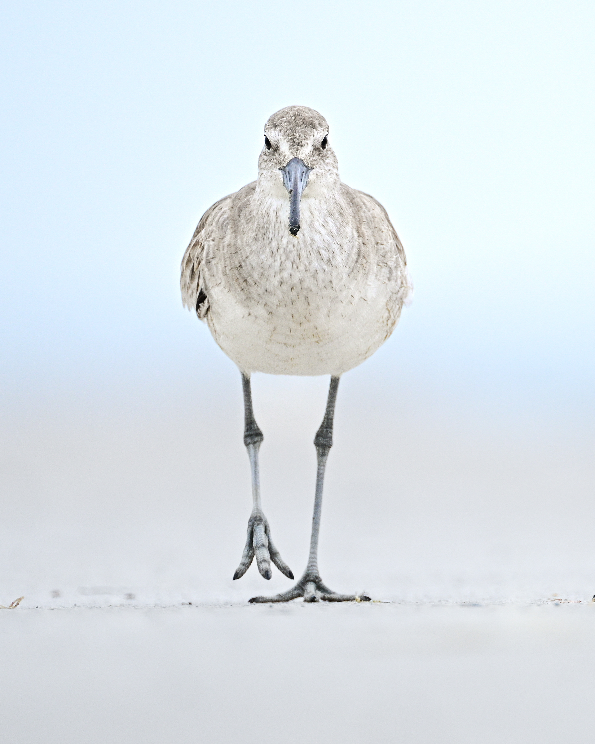 Willet