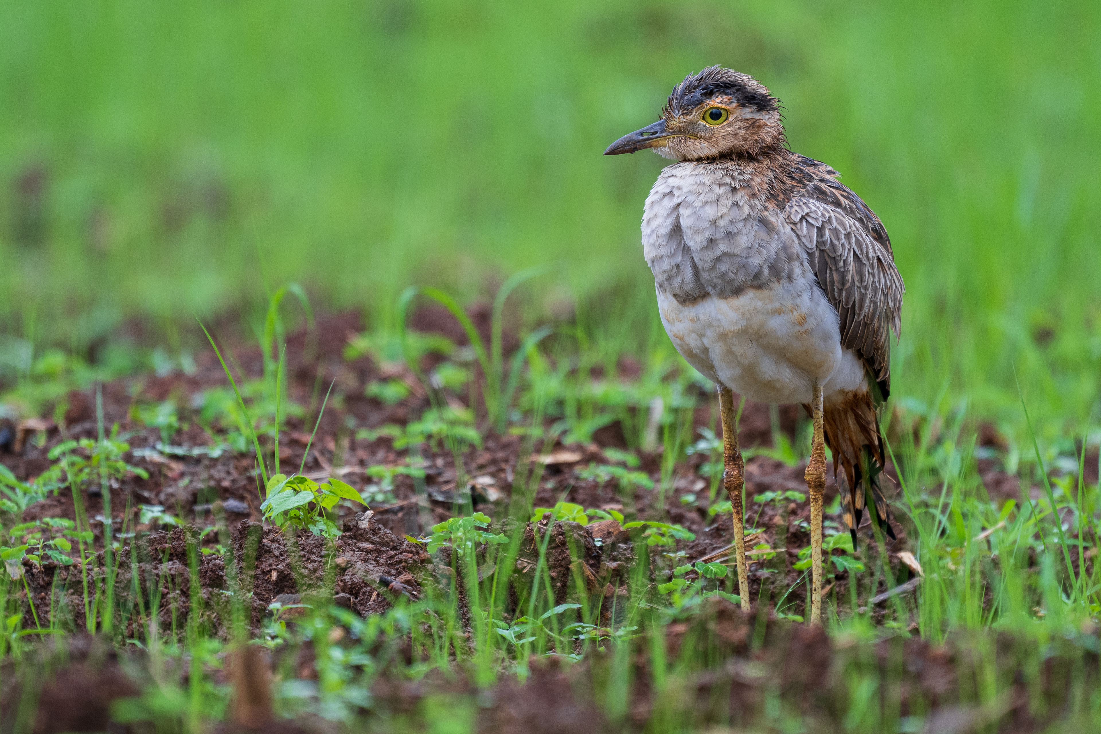 Double-striped Thick-Knee
