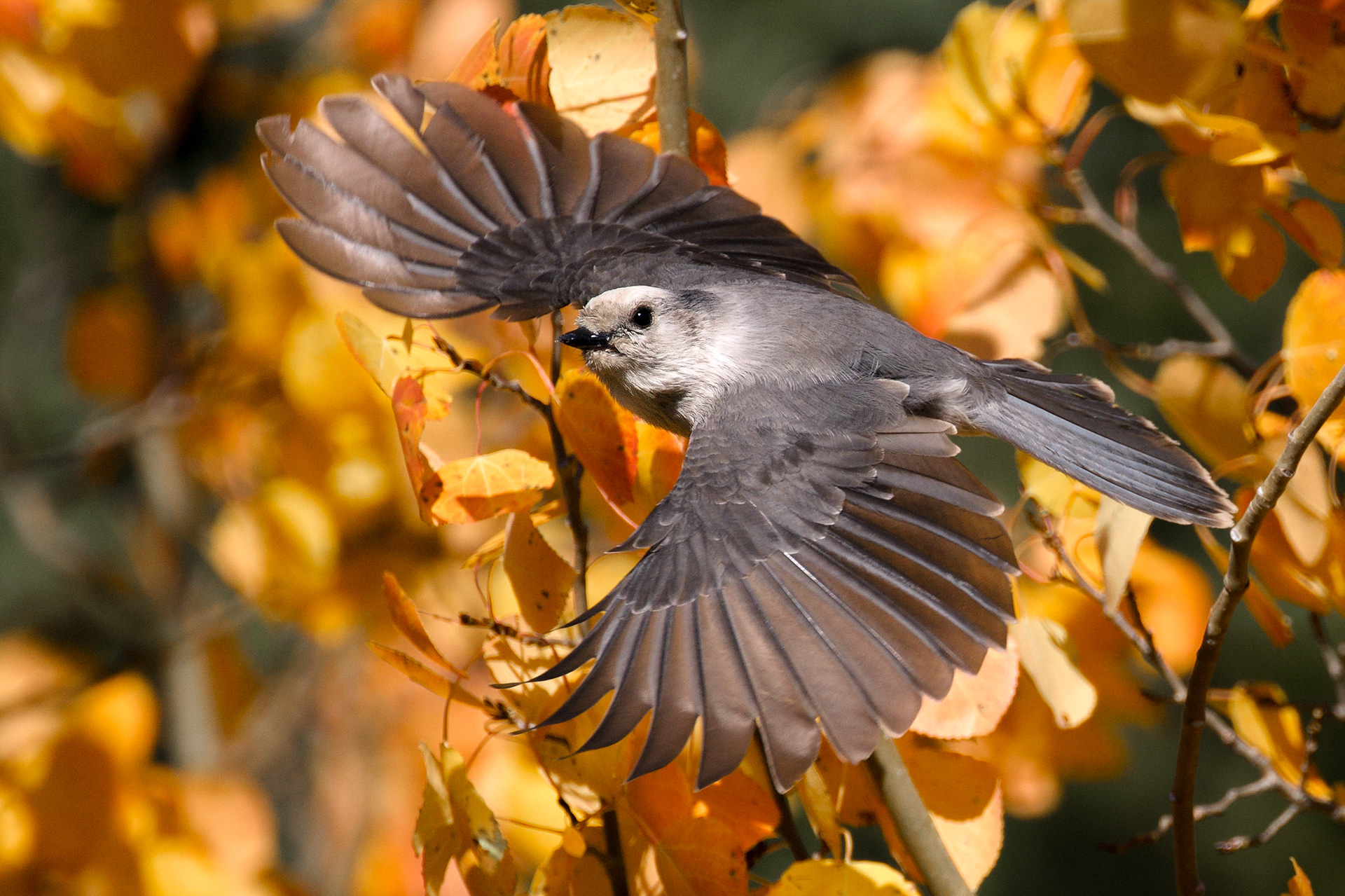 Gray Jay