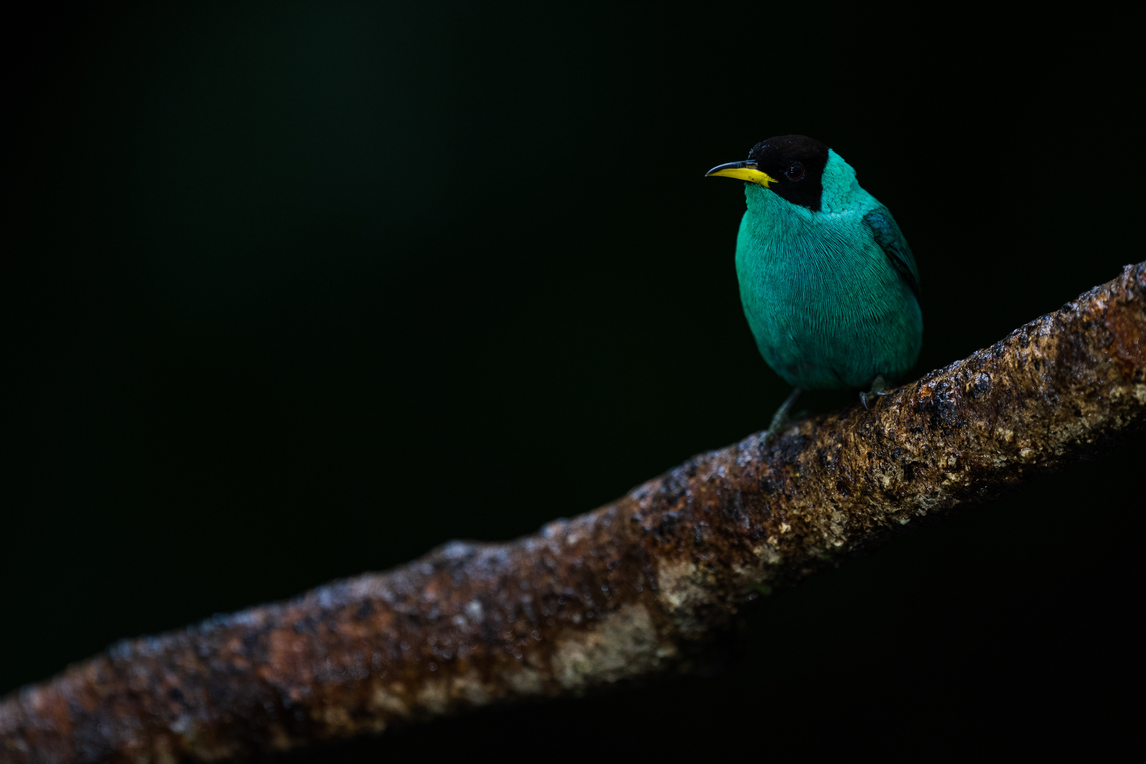 Green Honeycreeper