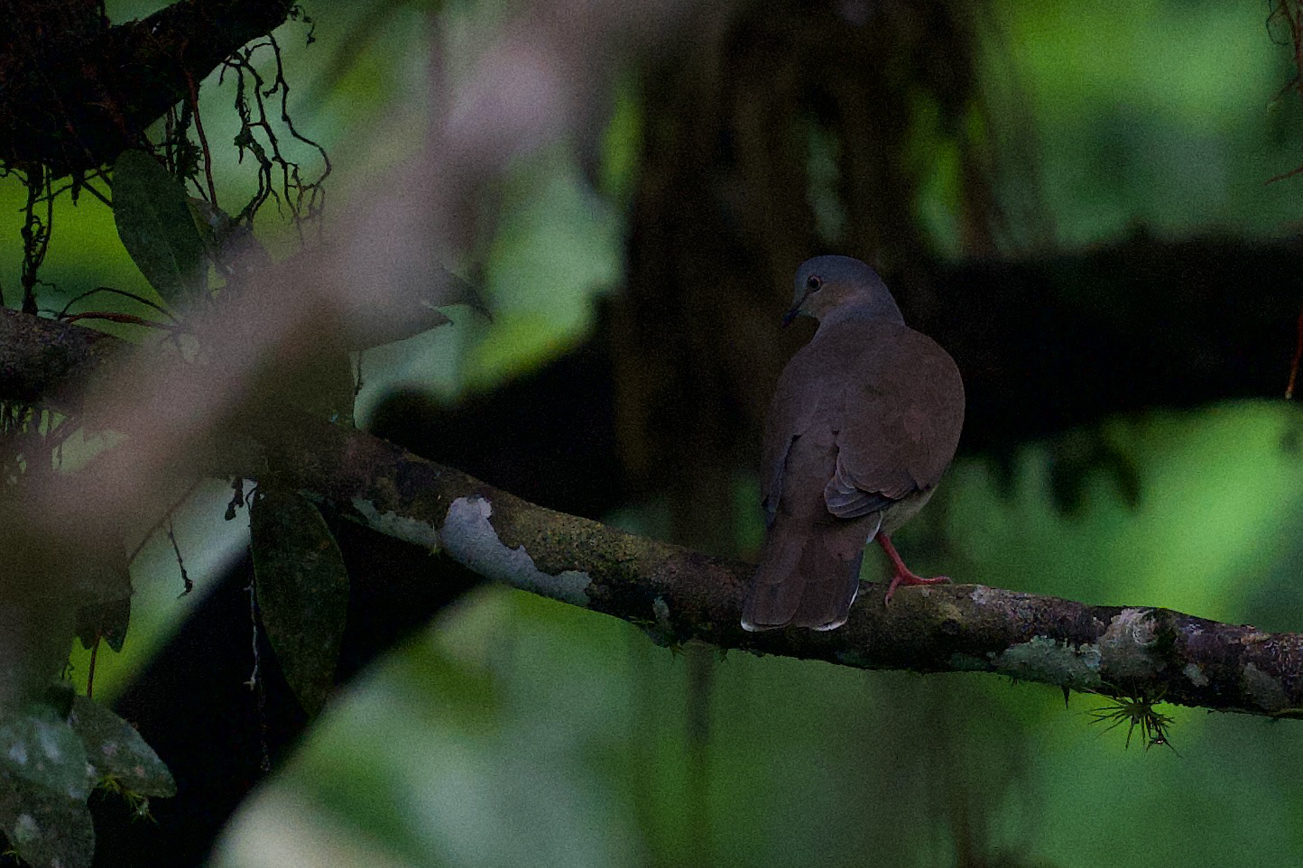 Gray-headed Dove