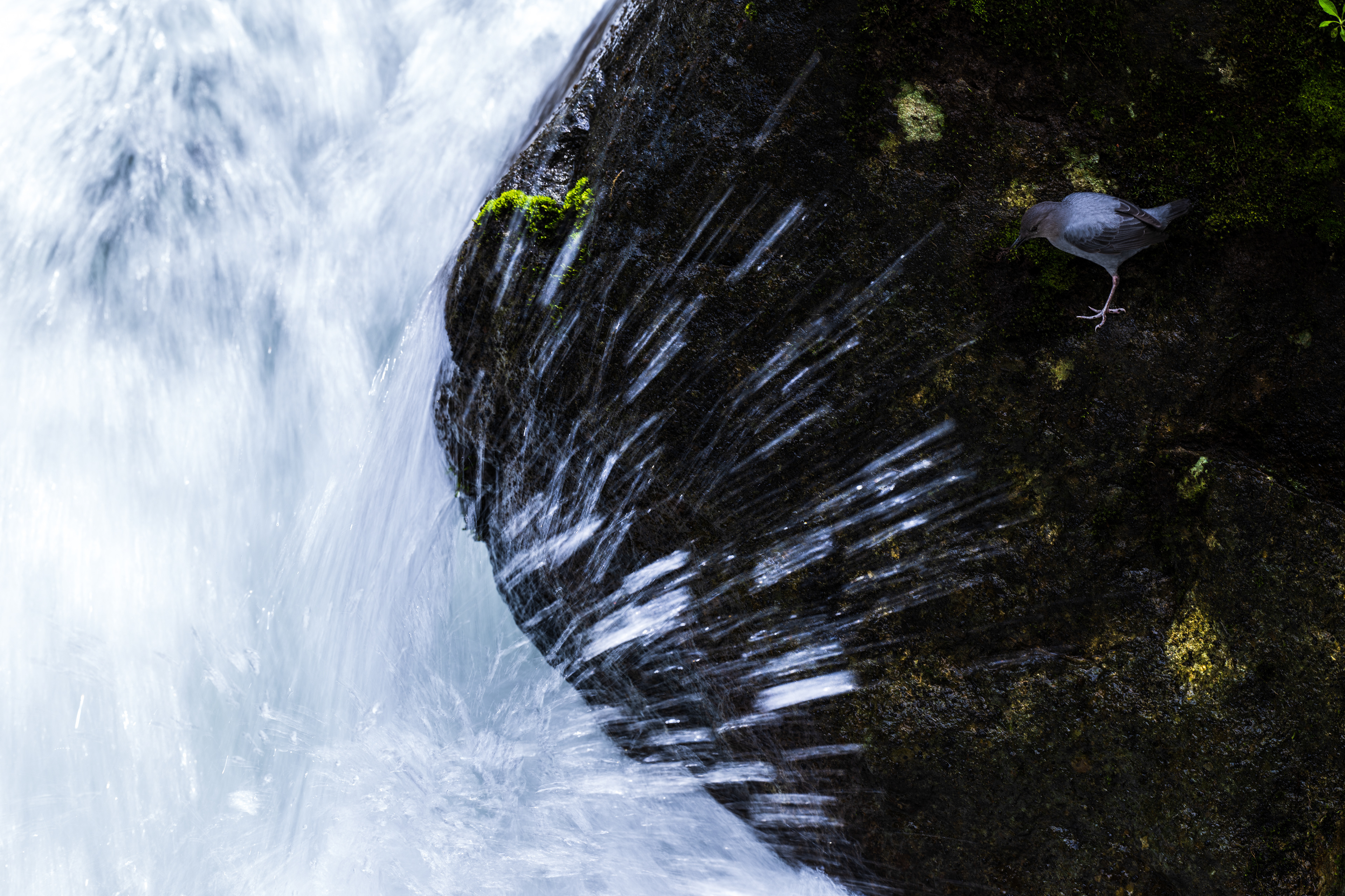 American Dipper