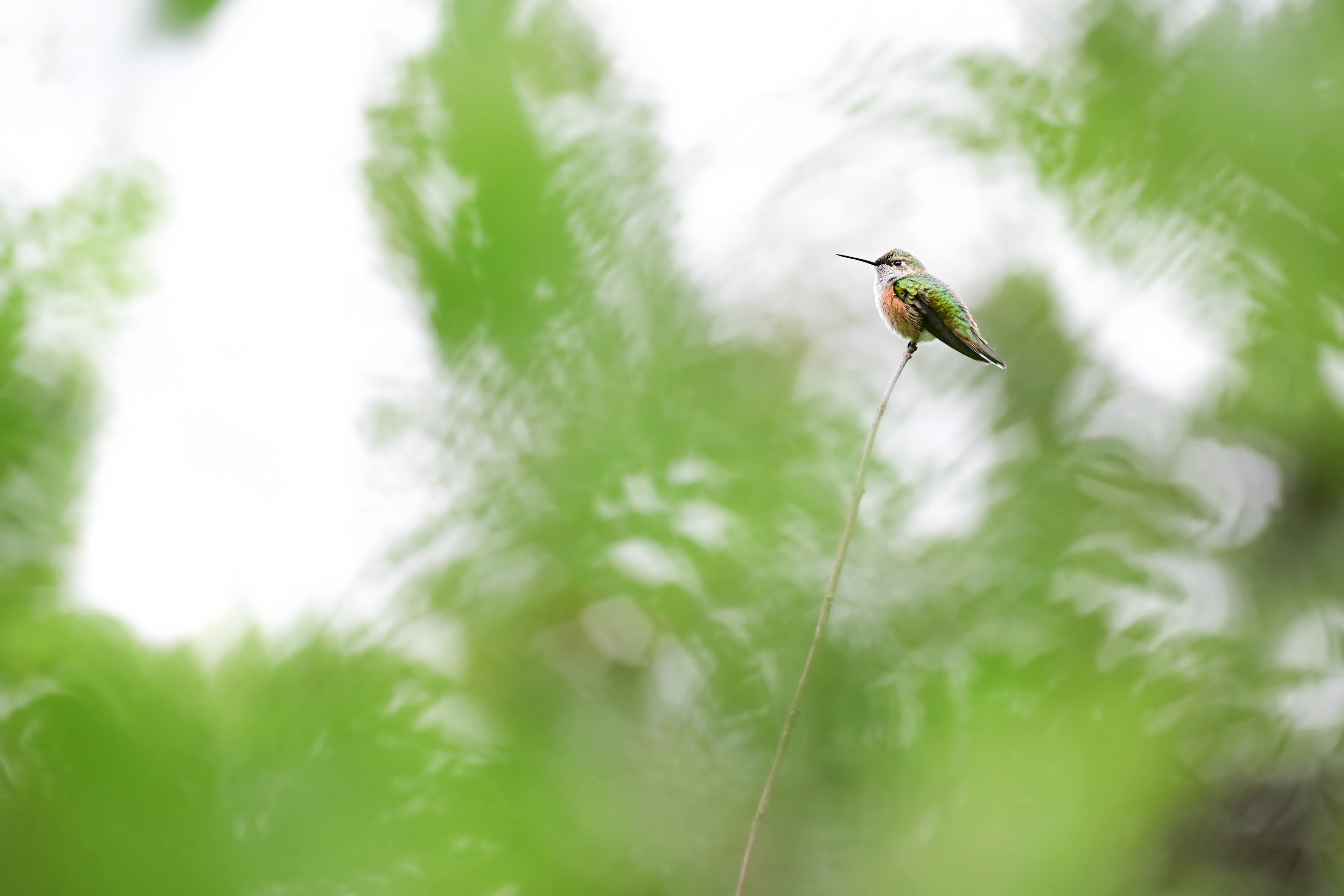 Broad-tailed Hummingbird