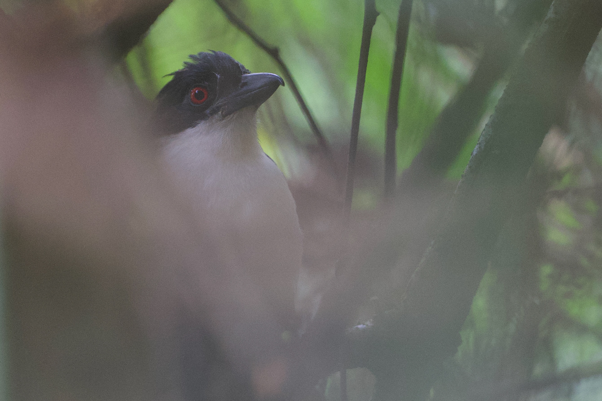 Great Antshrike
