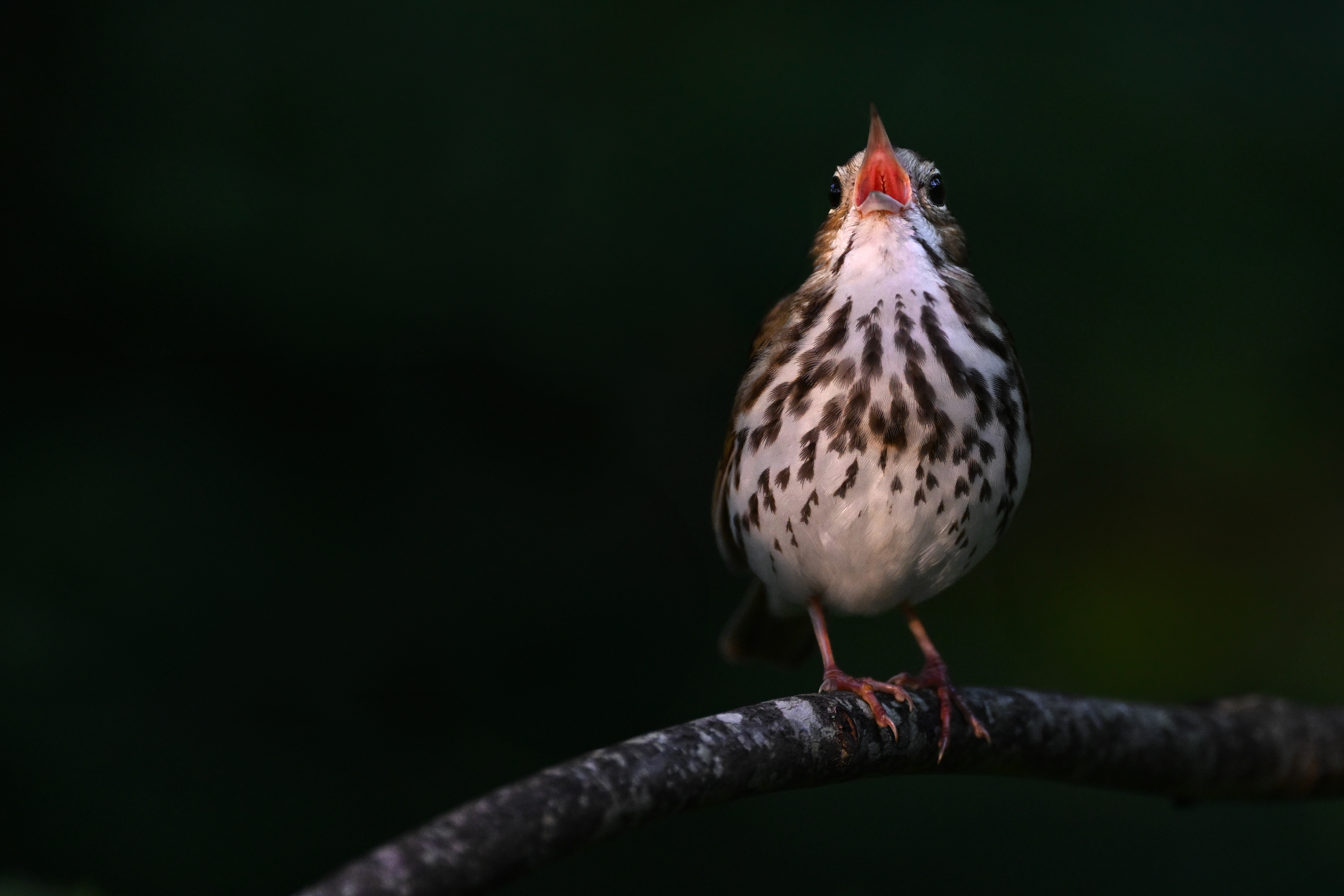 About 15 minutes before that, when the light was softer and a little pinker, the bird was sitting in the exact same spot, almost in the exact same position.