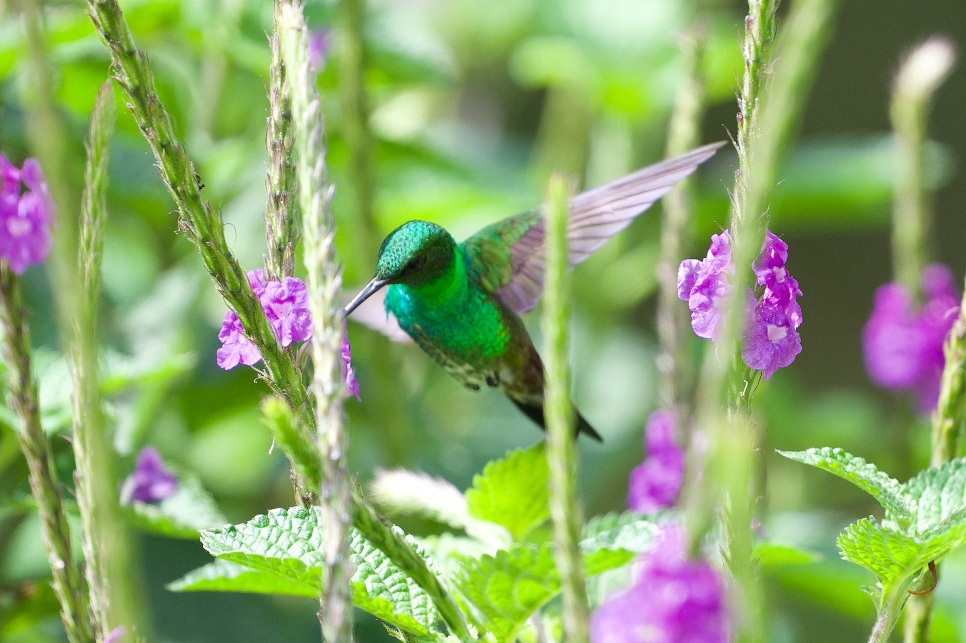 Snowy-bellied Hummingbird