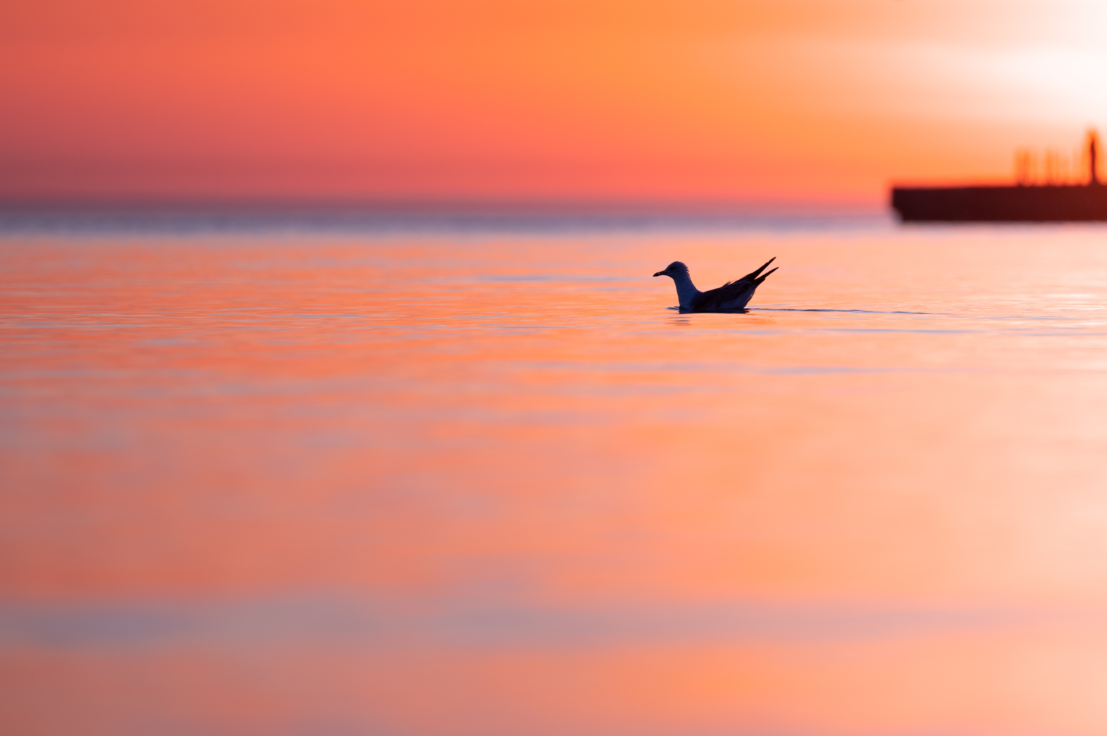 Ring-billed Gull