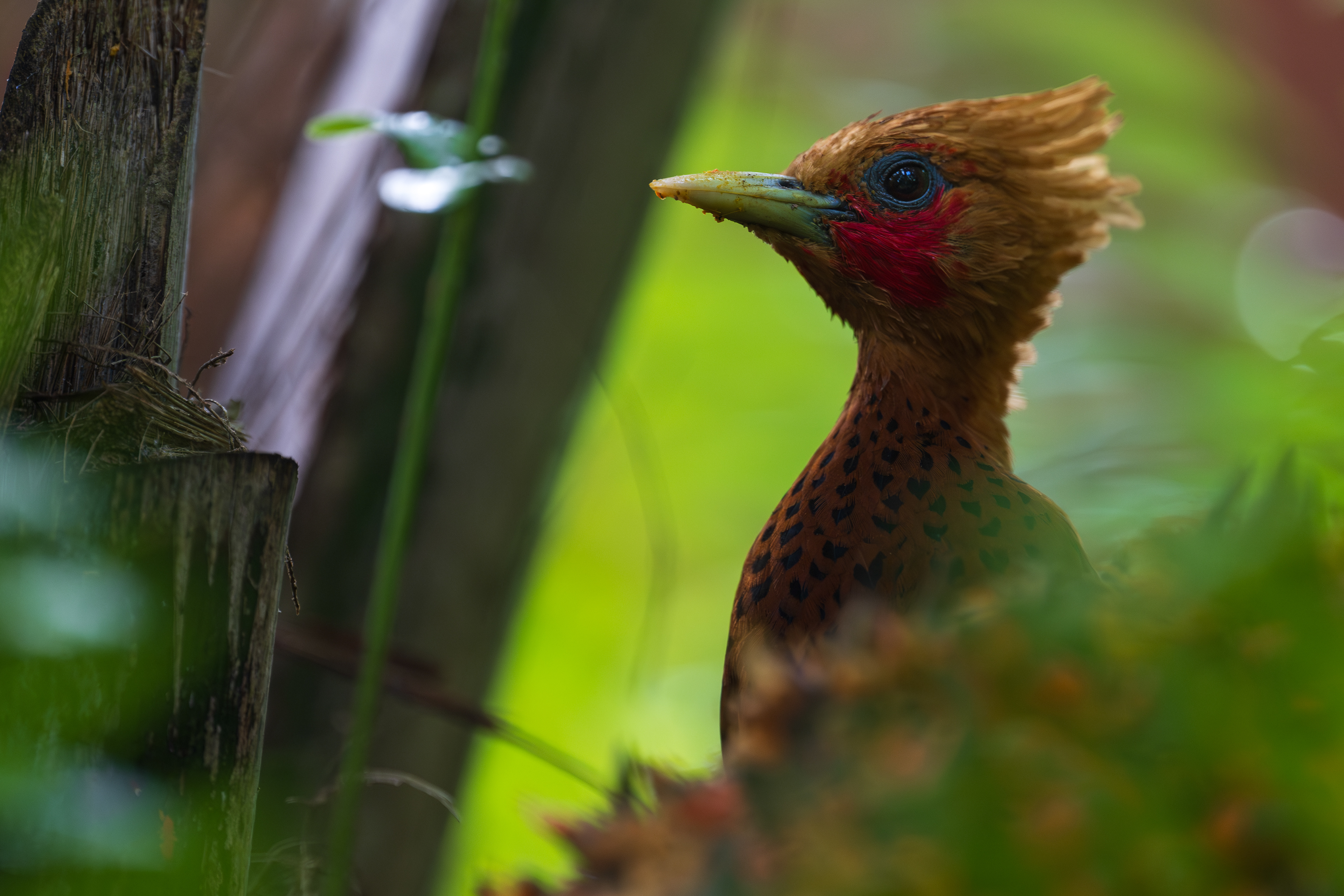 Chestnut-colored Woodpecker