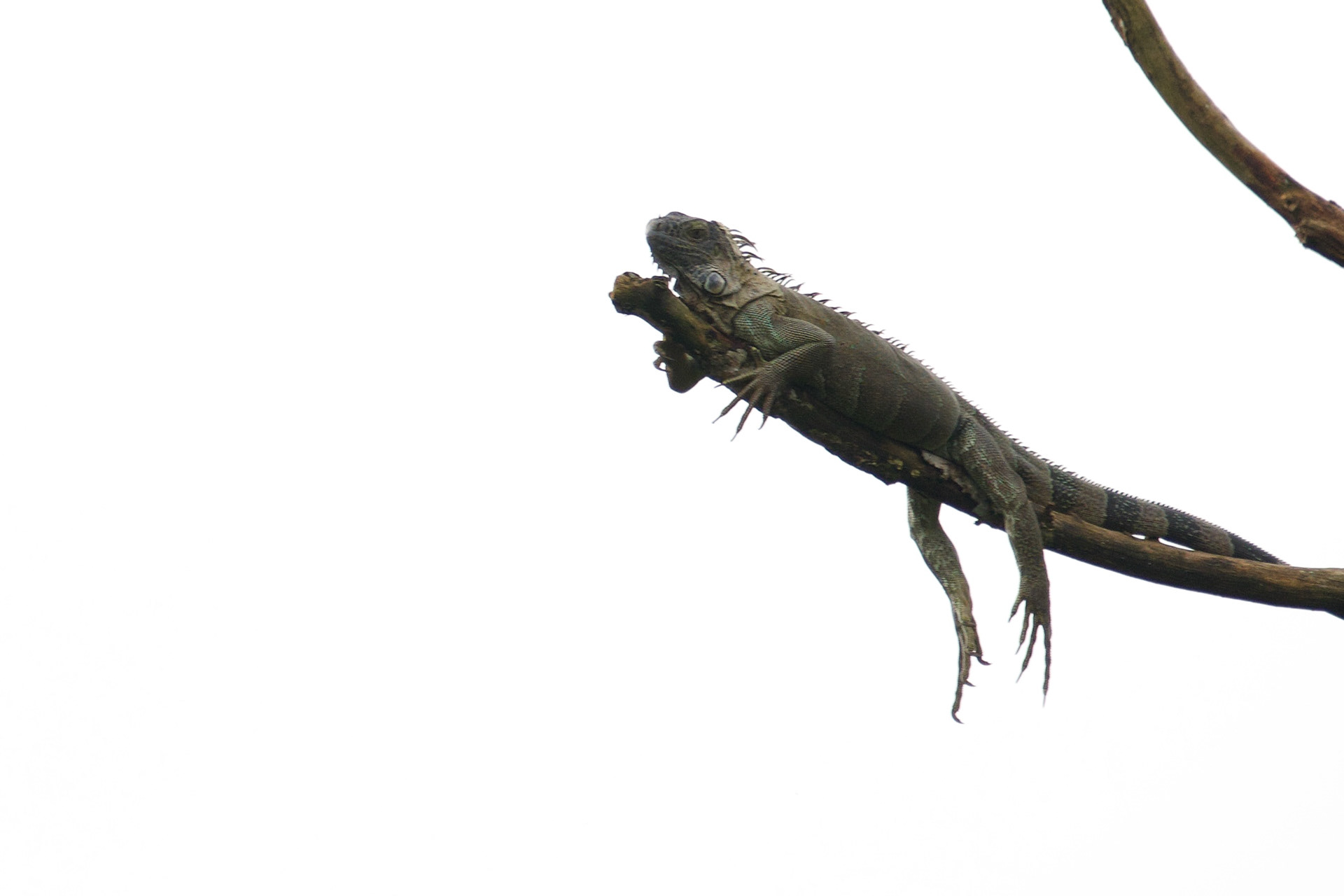 Green Iguana