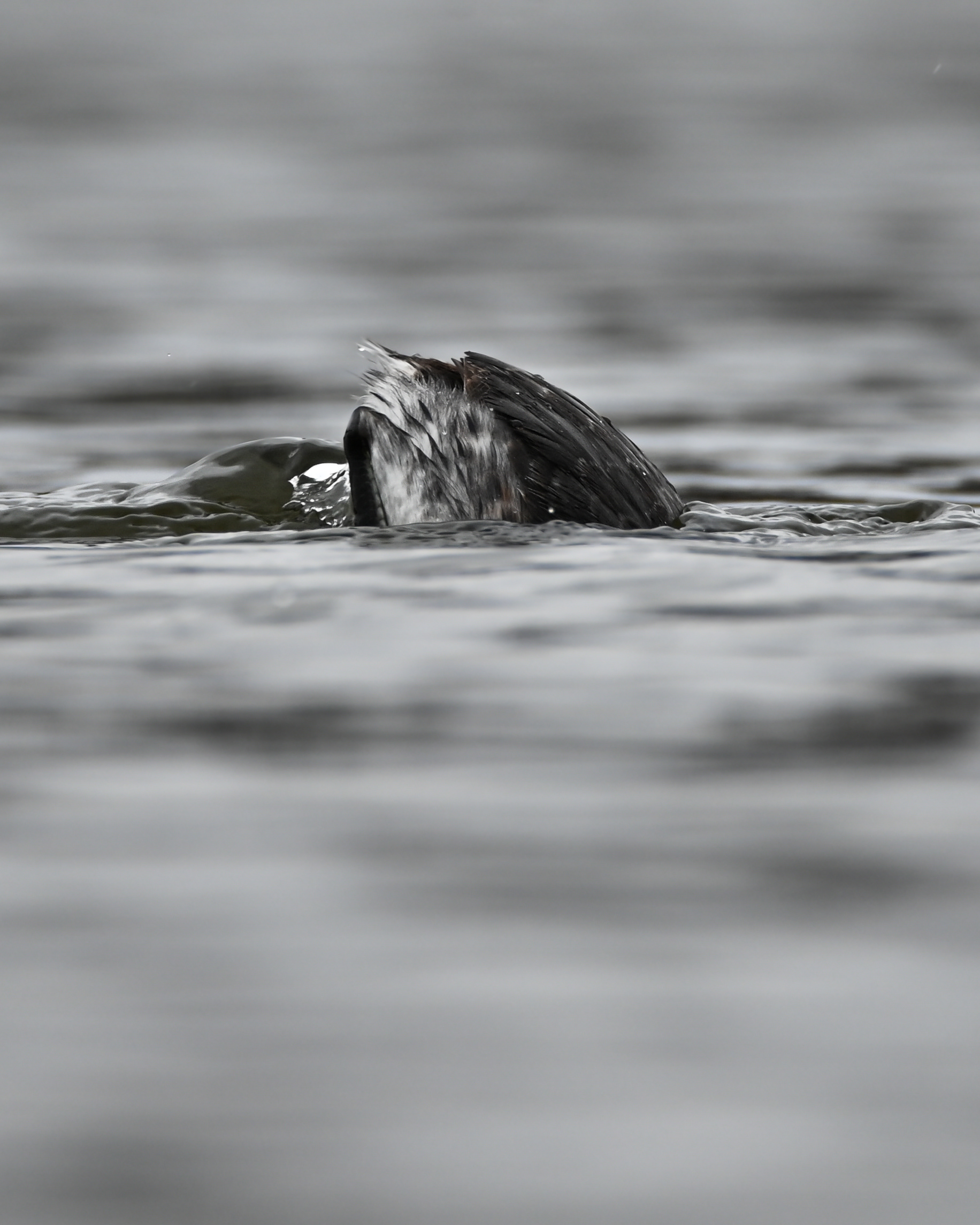 Horned Grebe