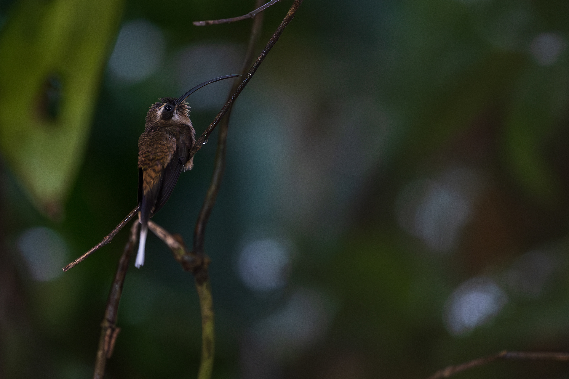 Long-billed Hermit