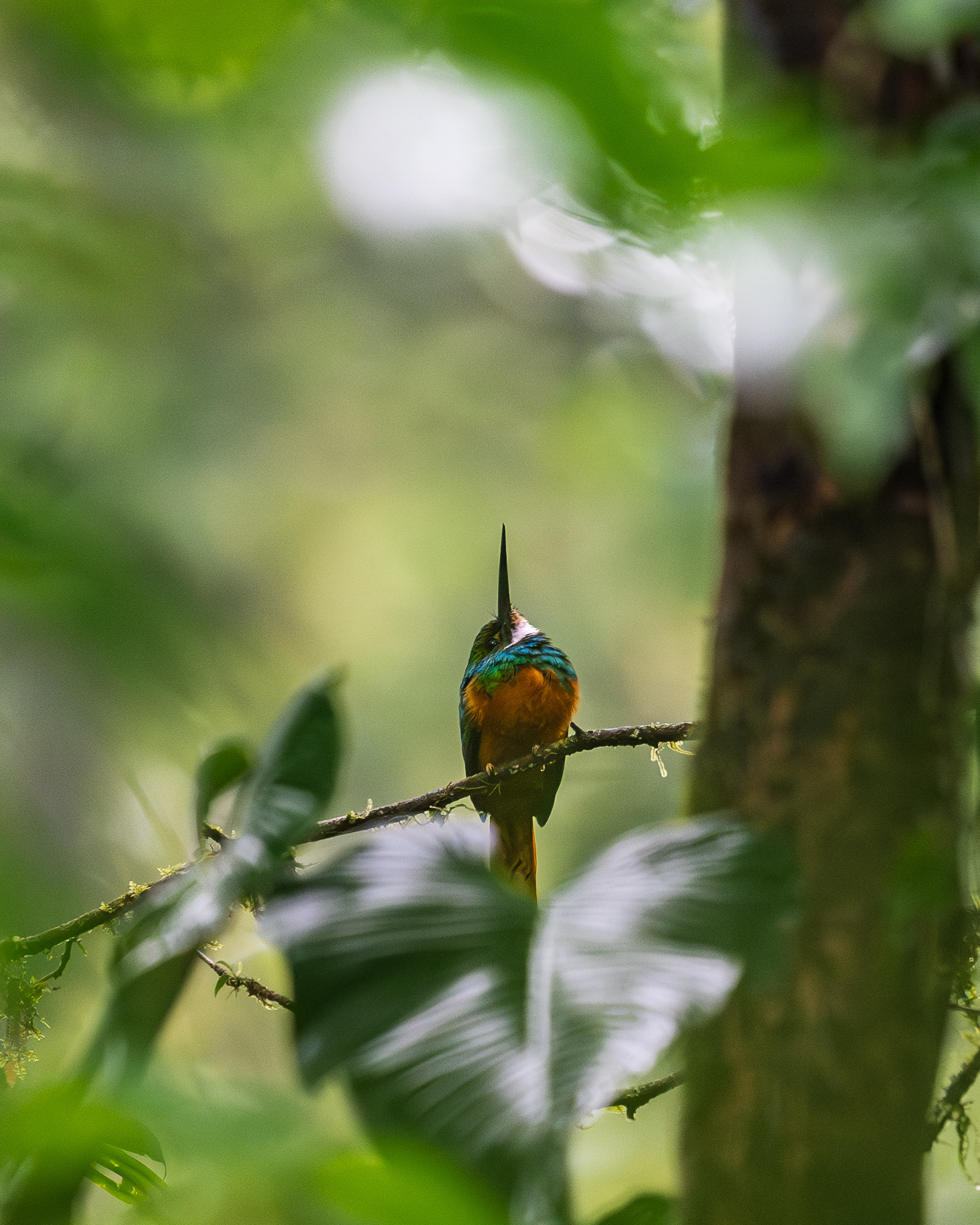 Rufous-tailed Jacamar