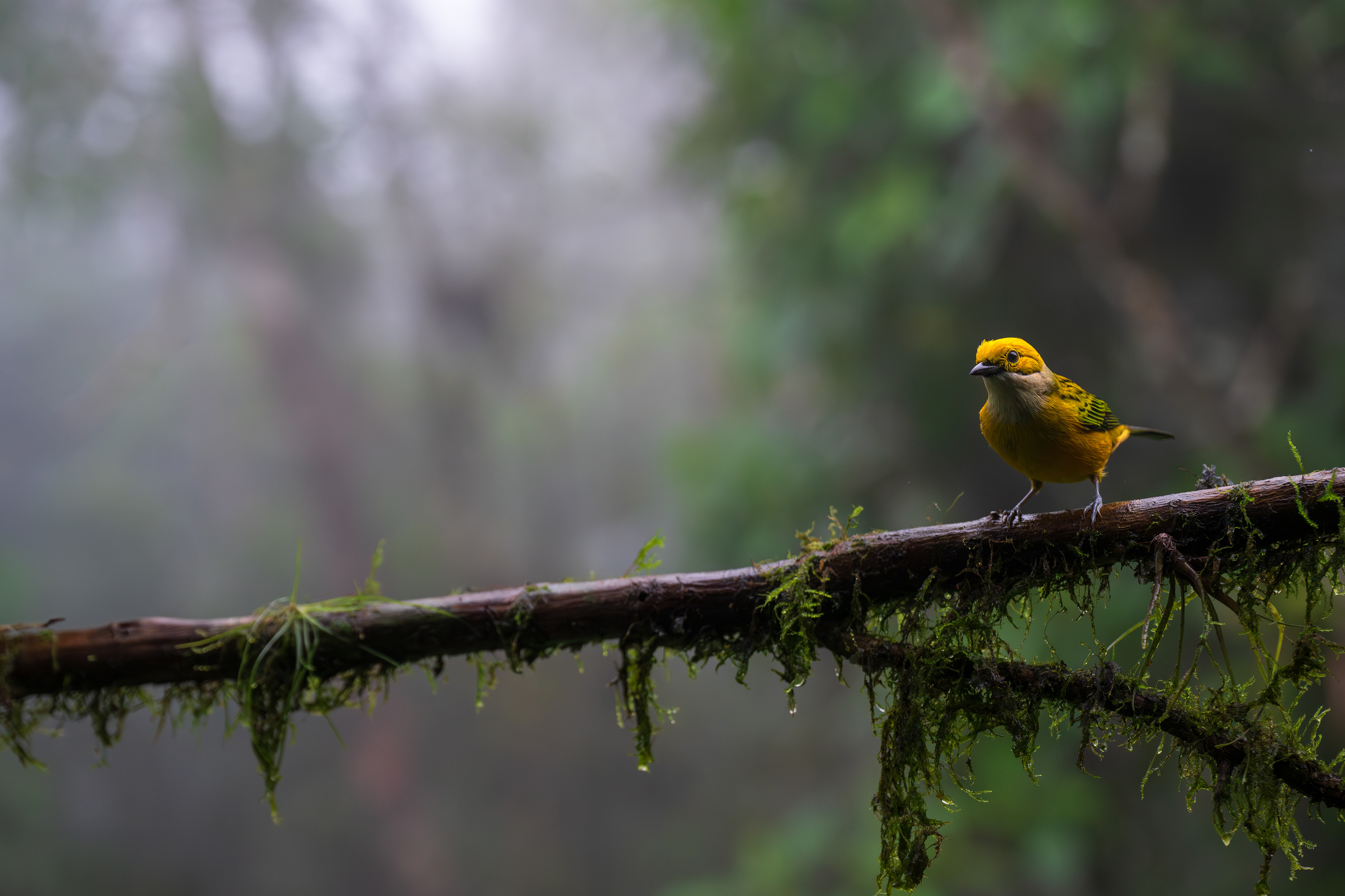 Silver-throated Tanager