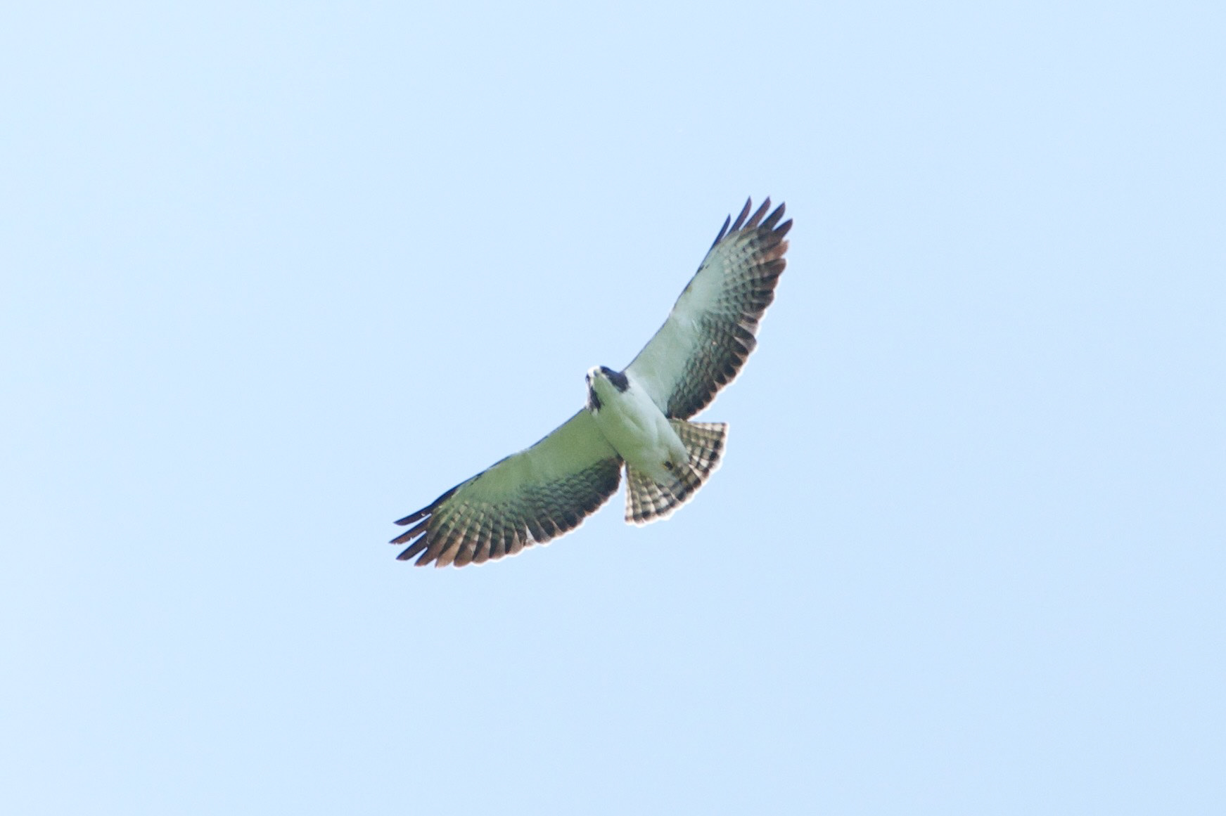 Short-tailed Hawk