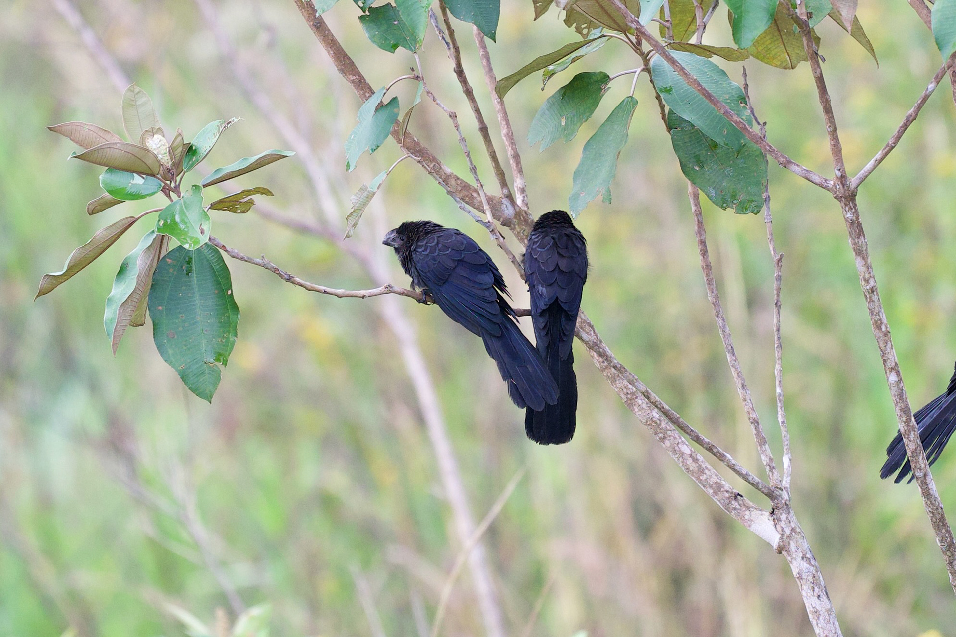 Smooth-billed Ani