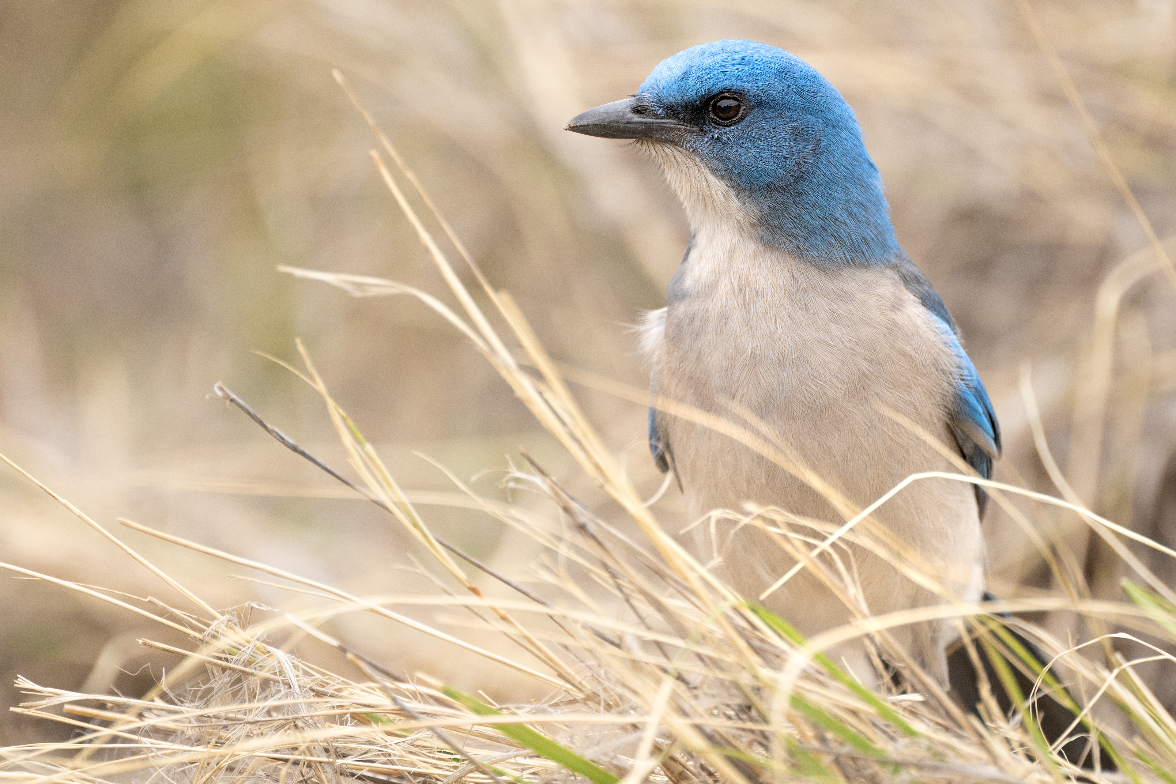 Mexican Jay