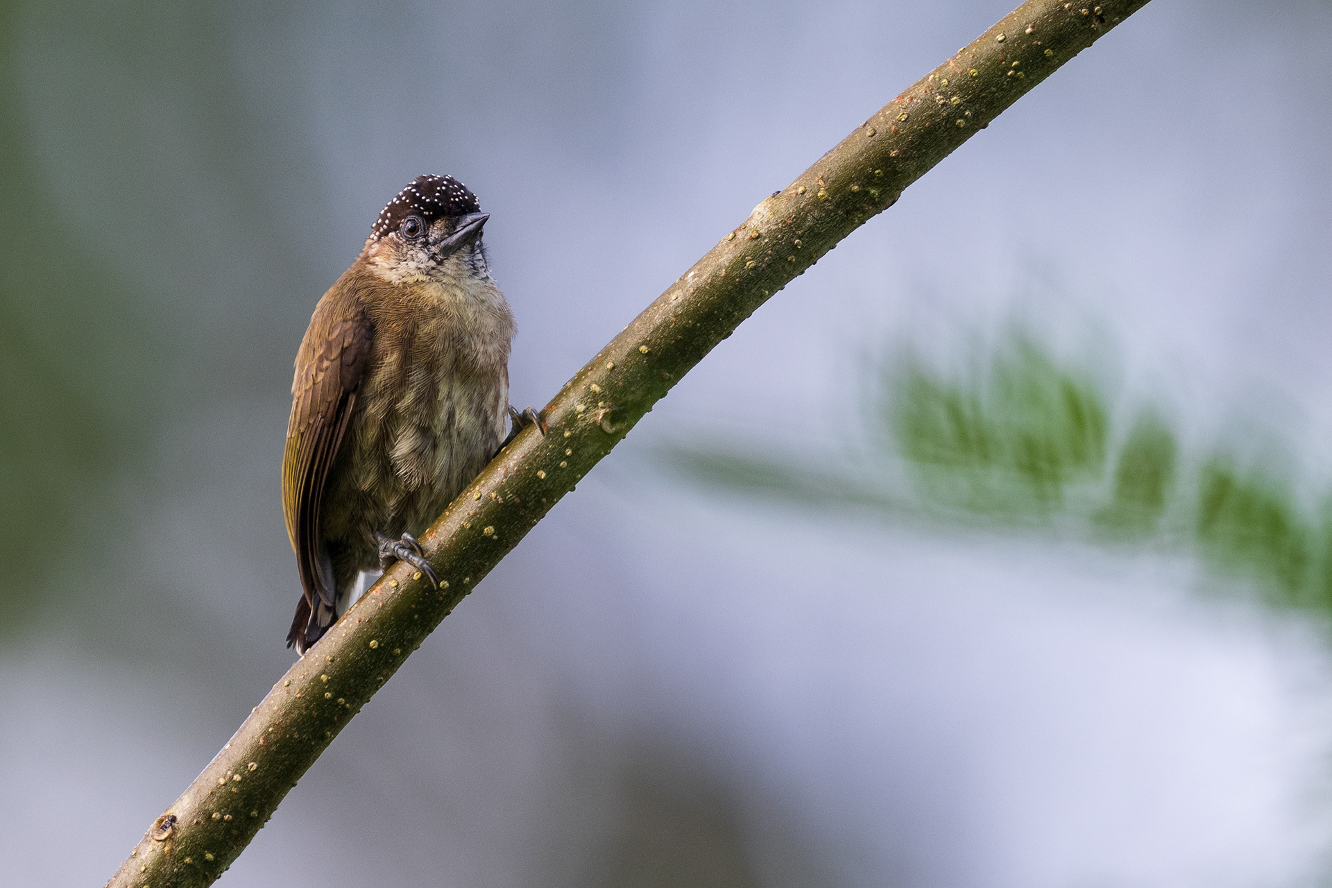 Olivaceous Piculet