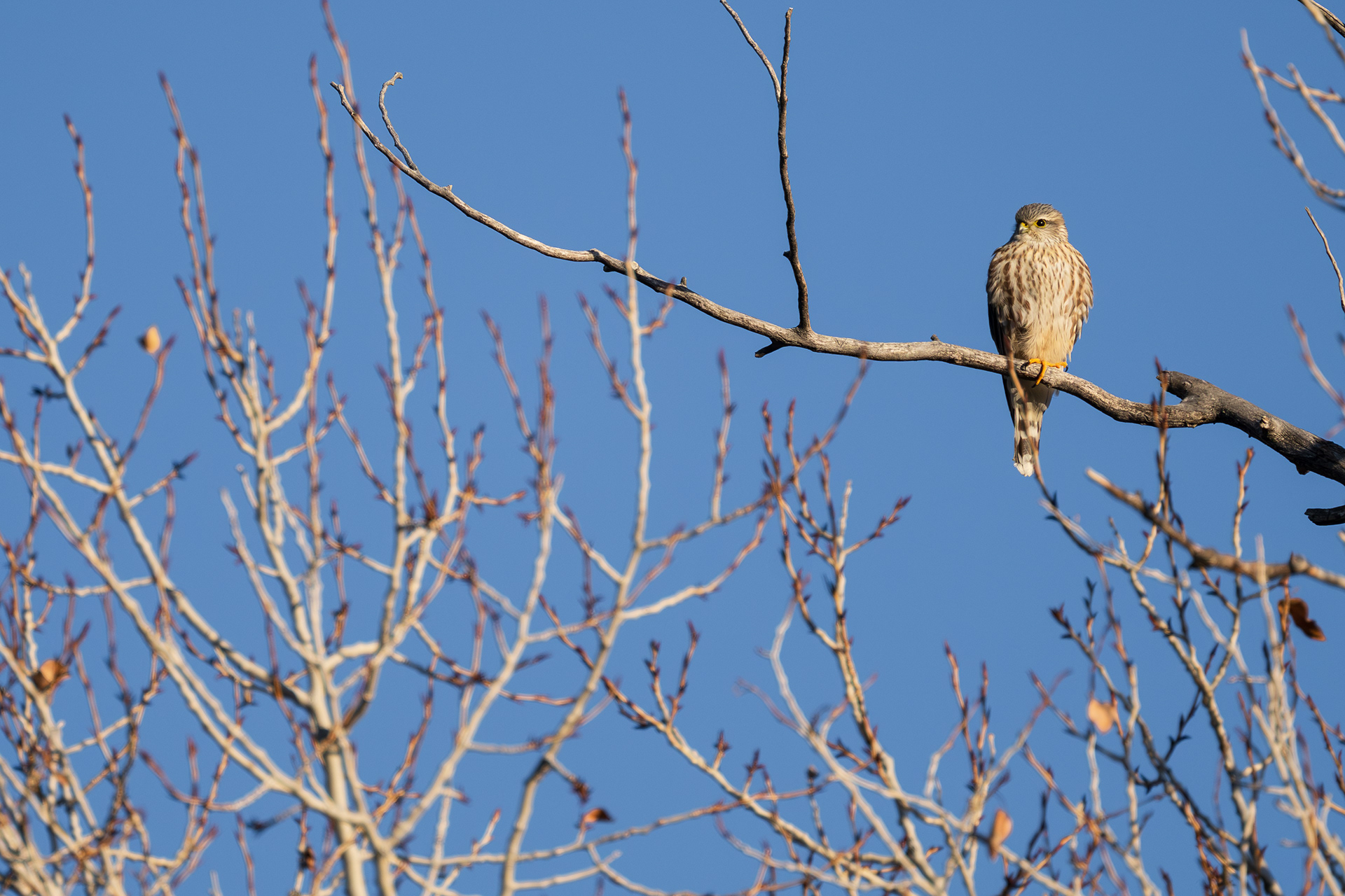 Merlin