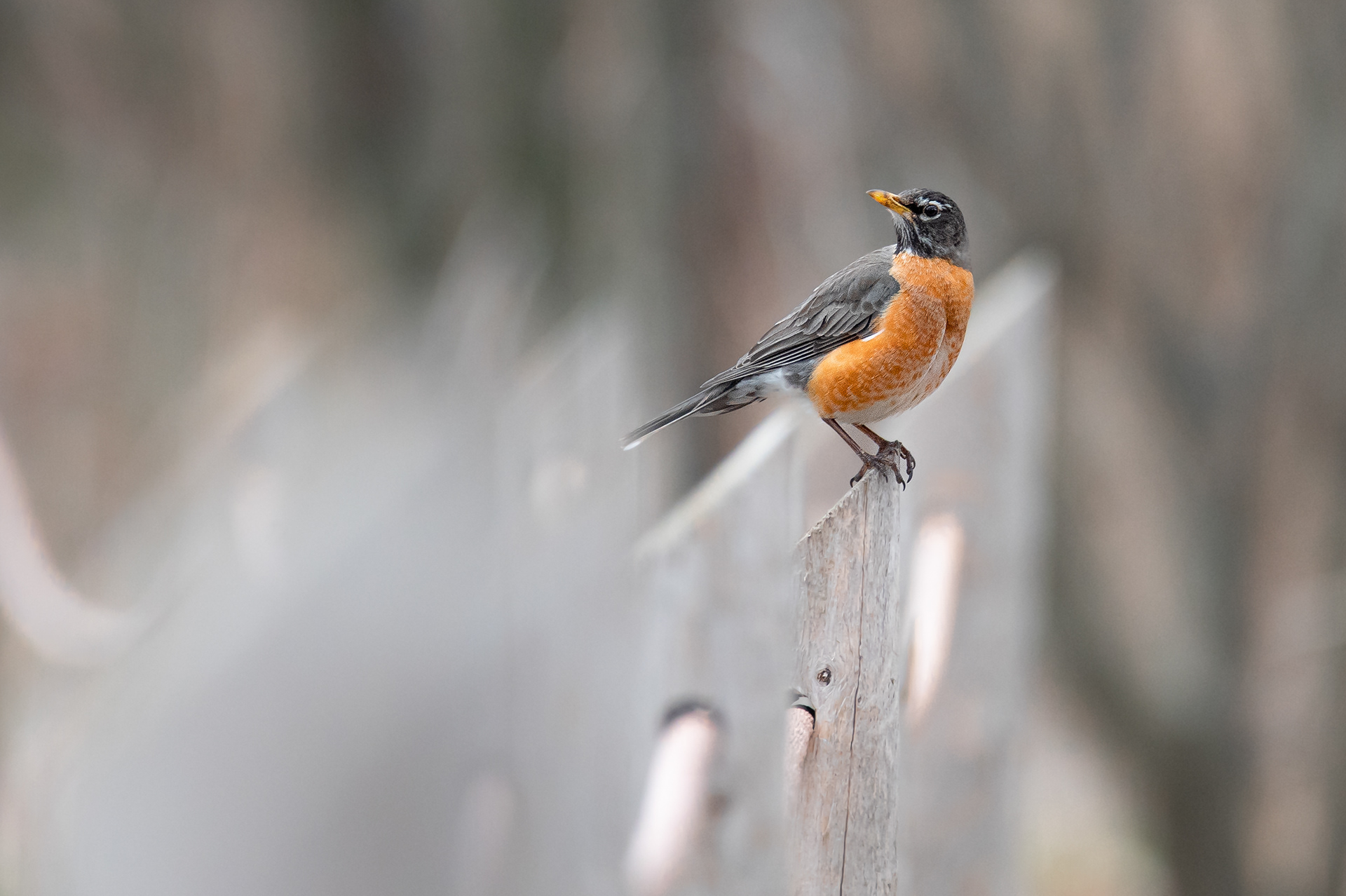 American Robin