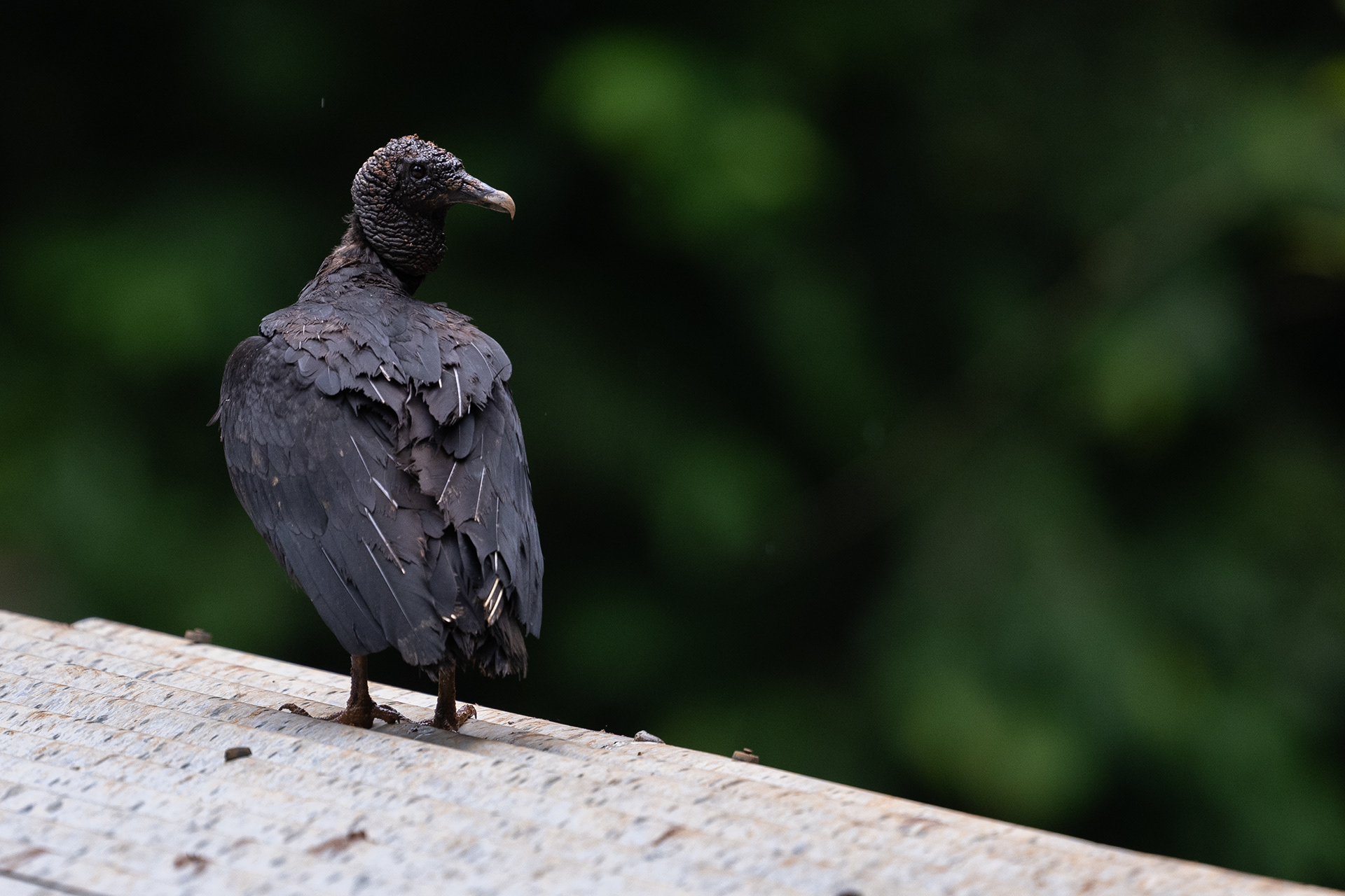 Black Vulture